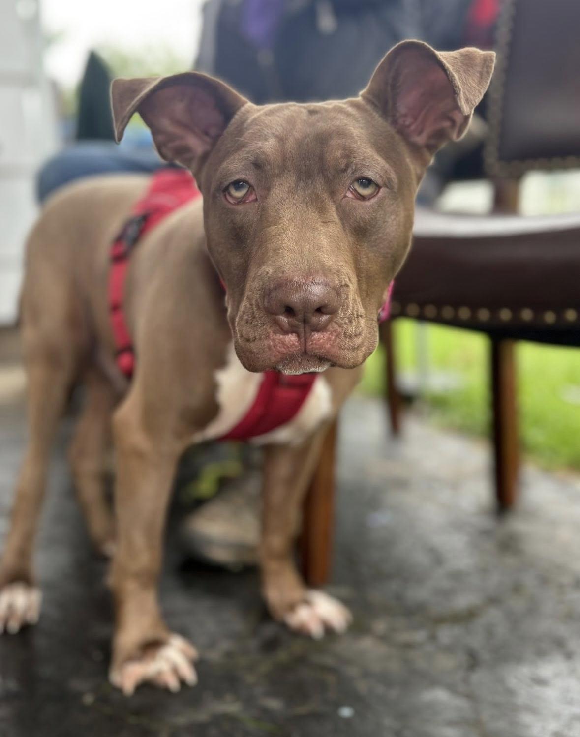 Enlarge Murdock, a Adoptable mixed breed in Rochester, NY image 2/3