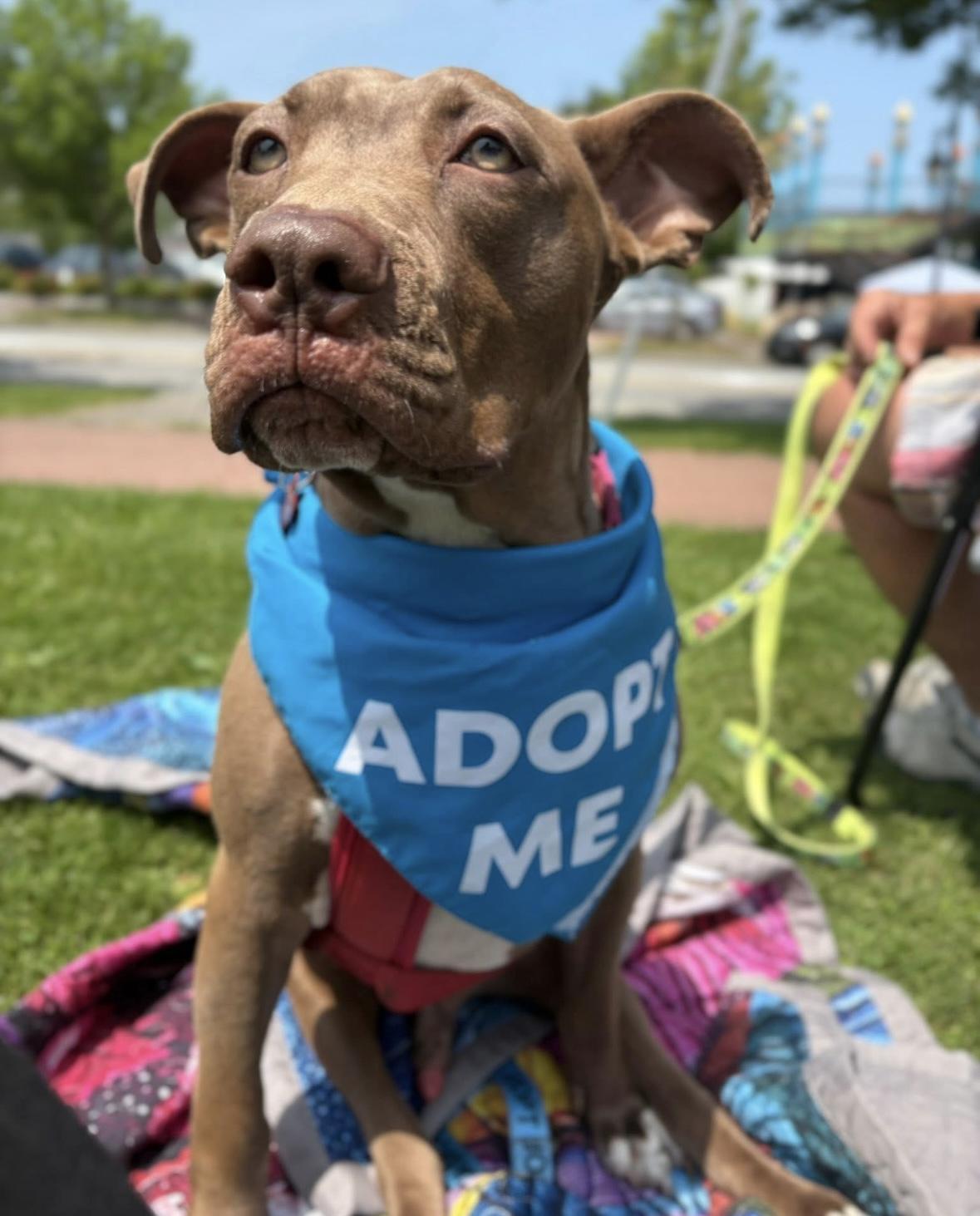 Enlarge Murdock, a Adoptable mixed breed in Rochester, NY image 3/3