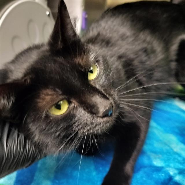 MERINO, Adoptable, Adult Female Domestic Short Hair.