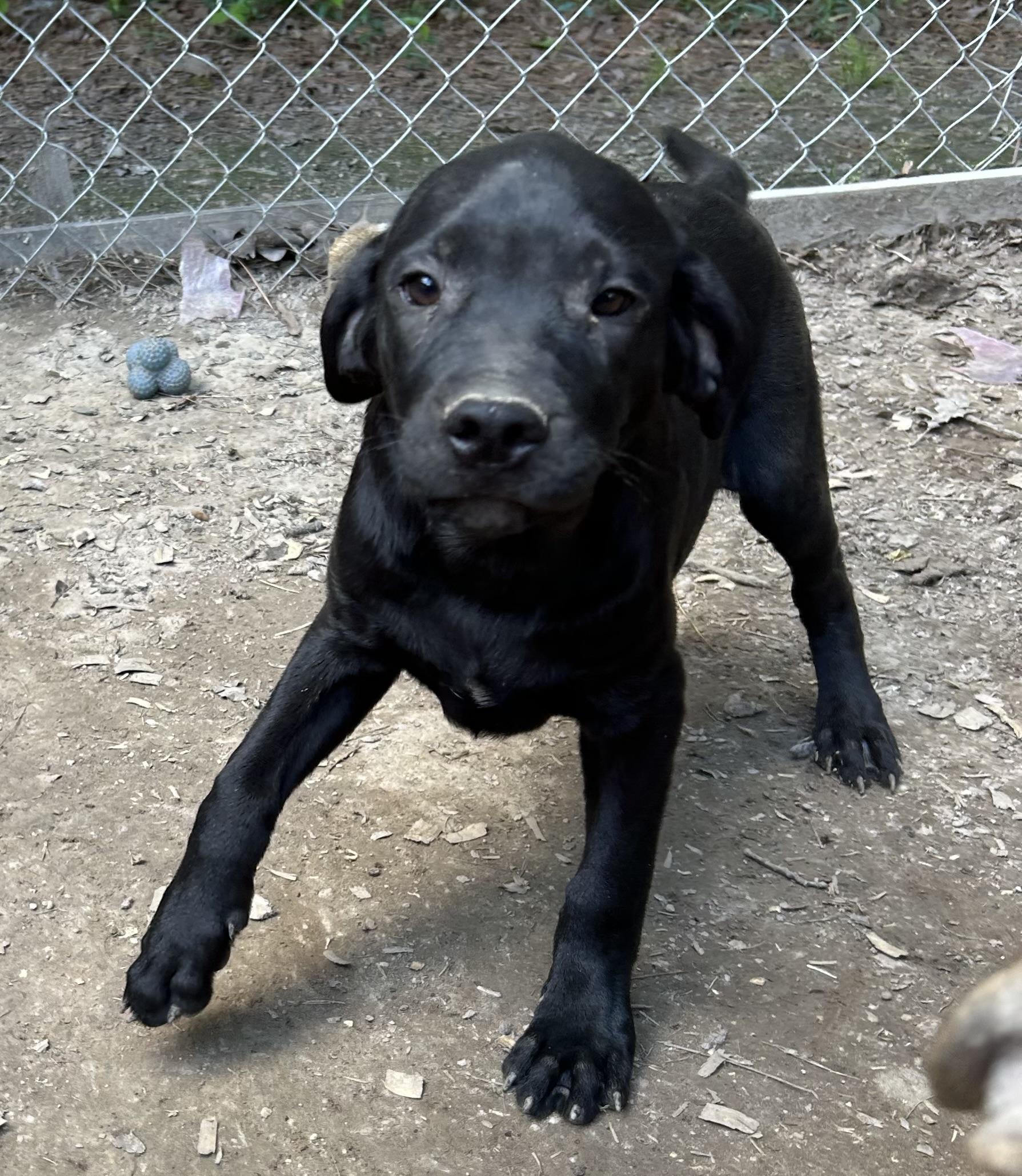 Winston, Adopted, Young Male Cane Corso.