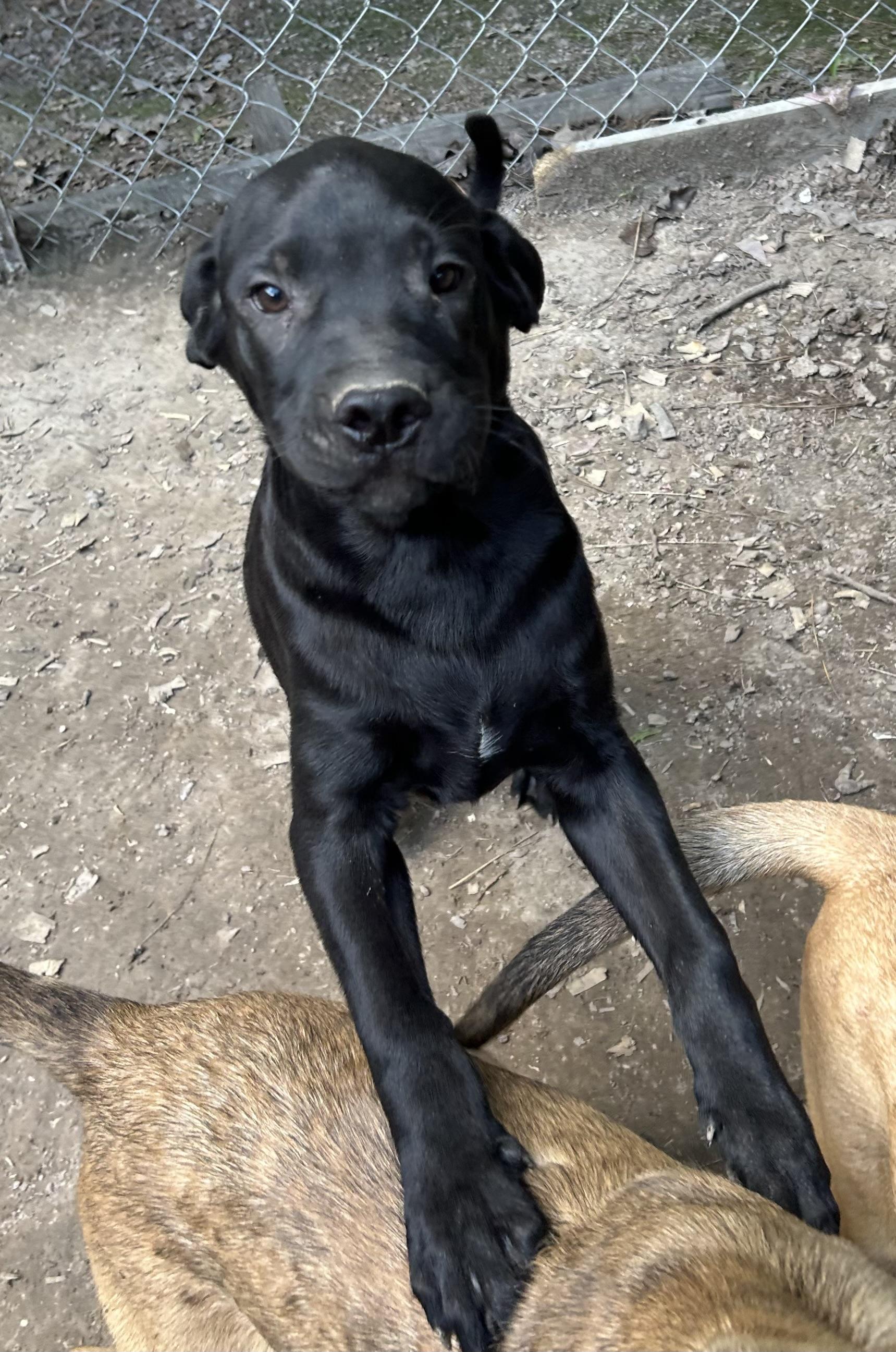 Enlarge Winston, a Adopted mixed breed in Pine Bluff, AR image 2/3