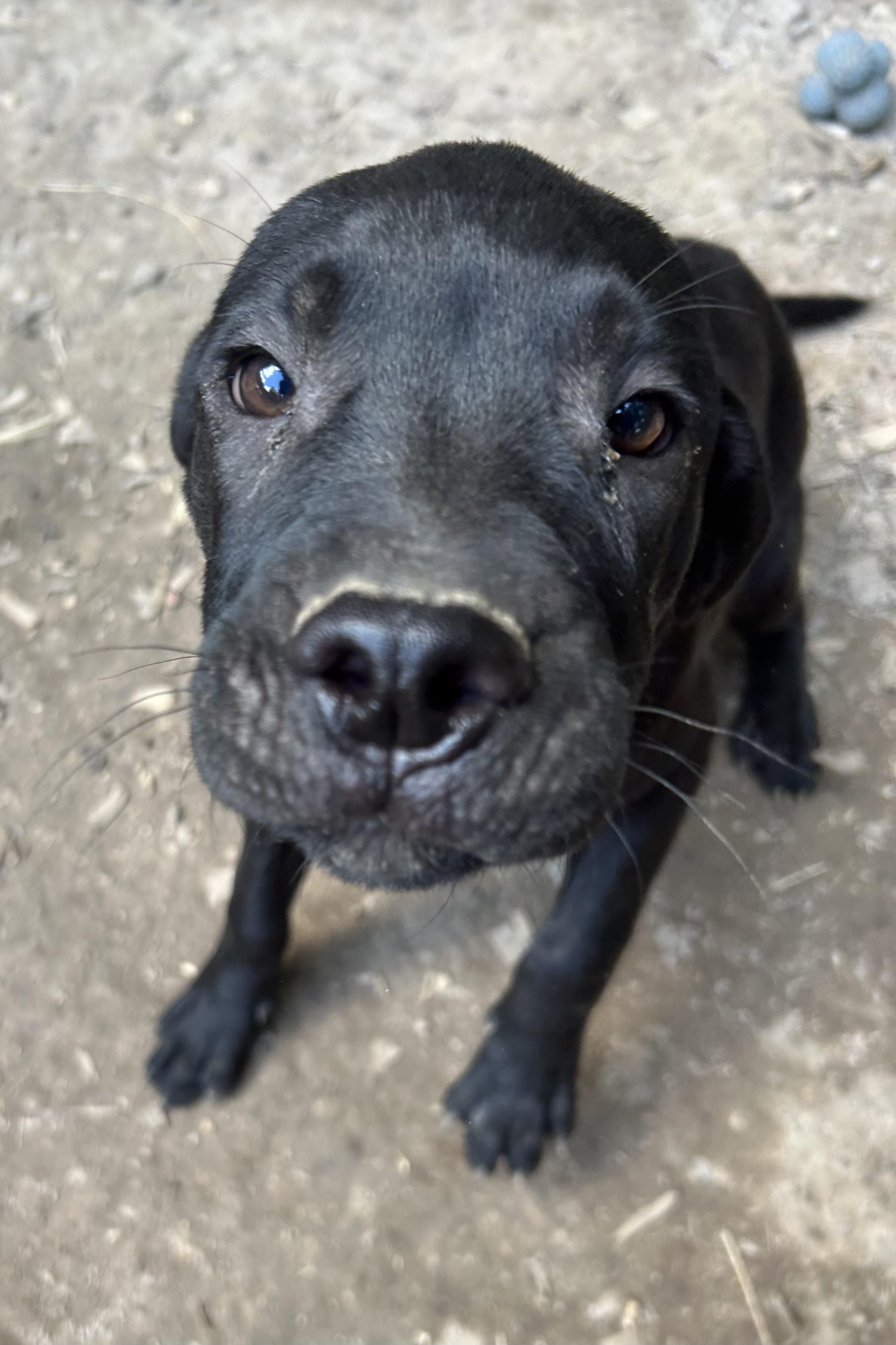 Enlarge Winston, a Adopted mixed breed in Pine Bluff, AR image 3/3