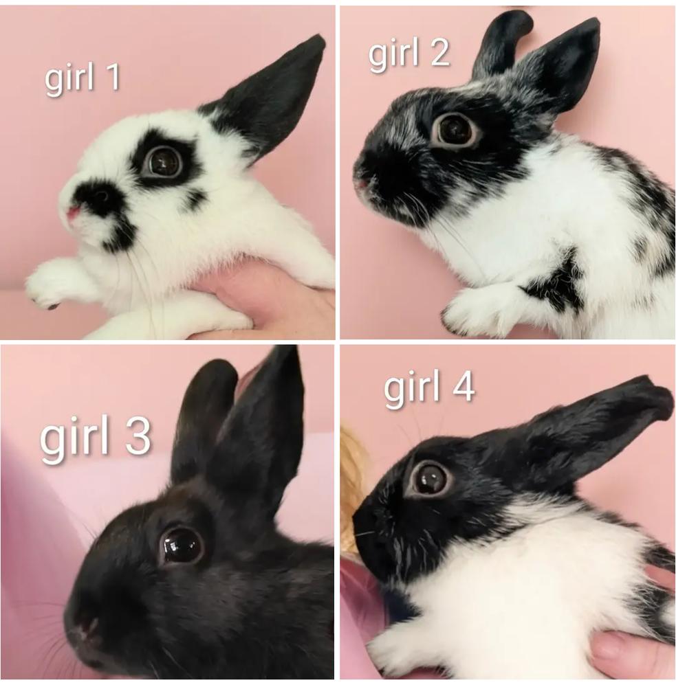 Enlarge Maia, a Adoptable mixed breed in Dallas, PA image 5/6