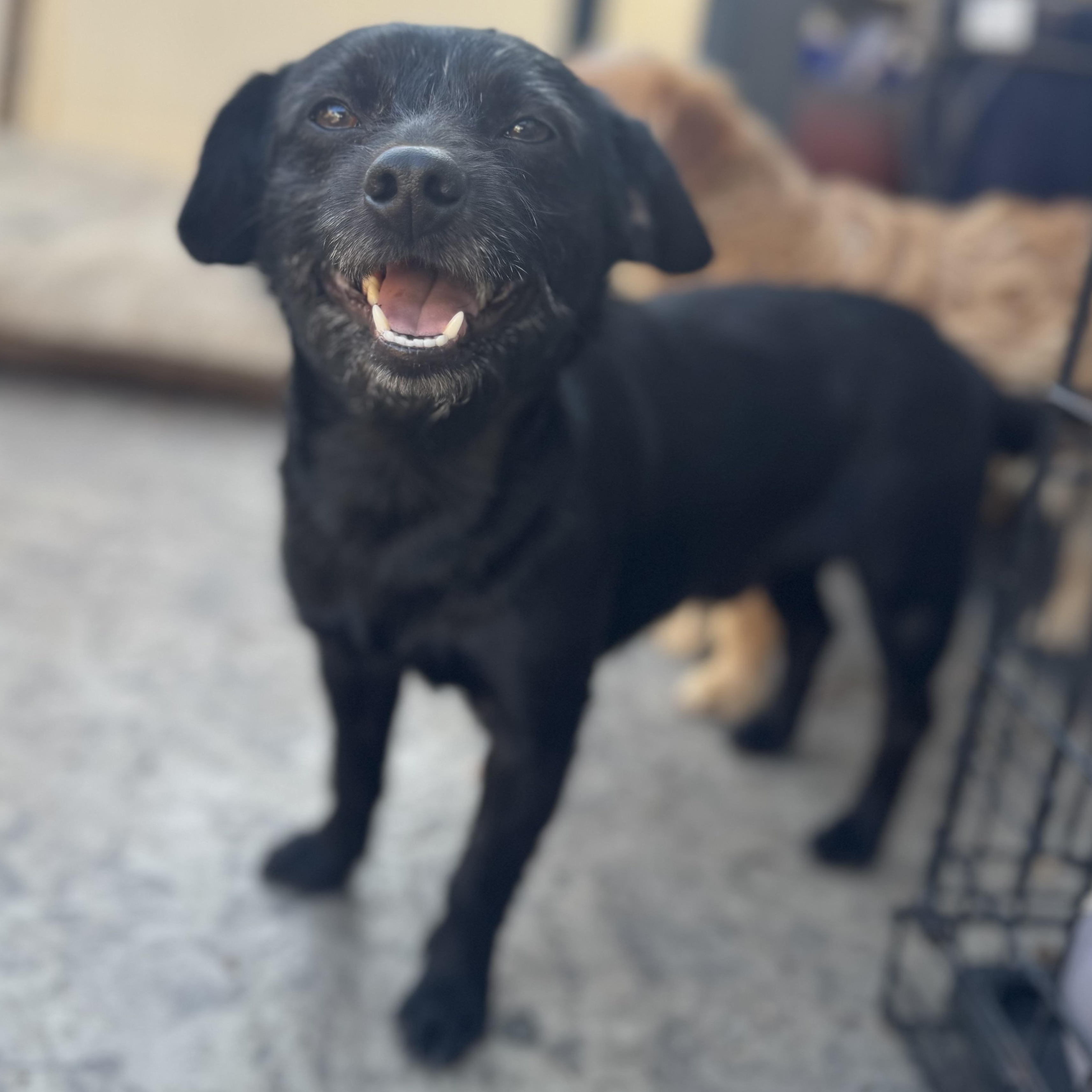 Mr. Goofball Mo, Adoptable, Young Male Patterdale Terrier / Fell Terrier & Terrier.