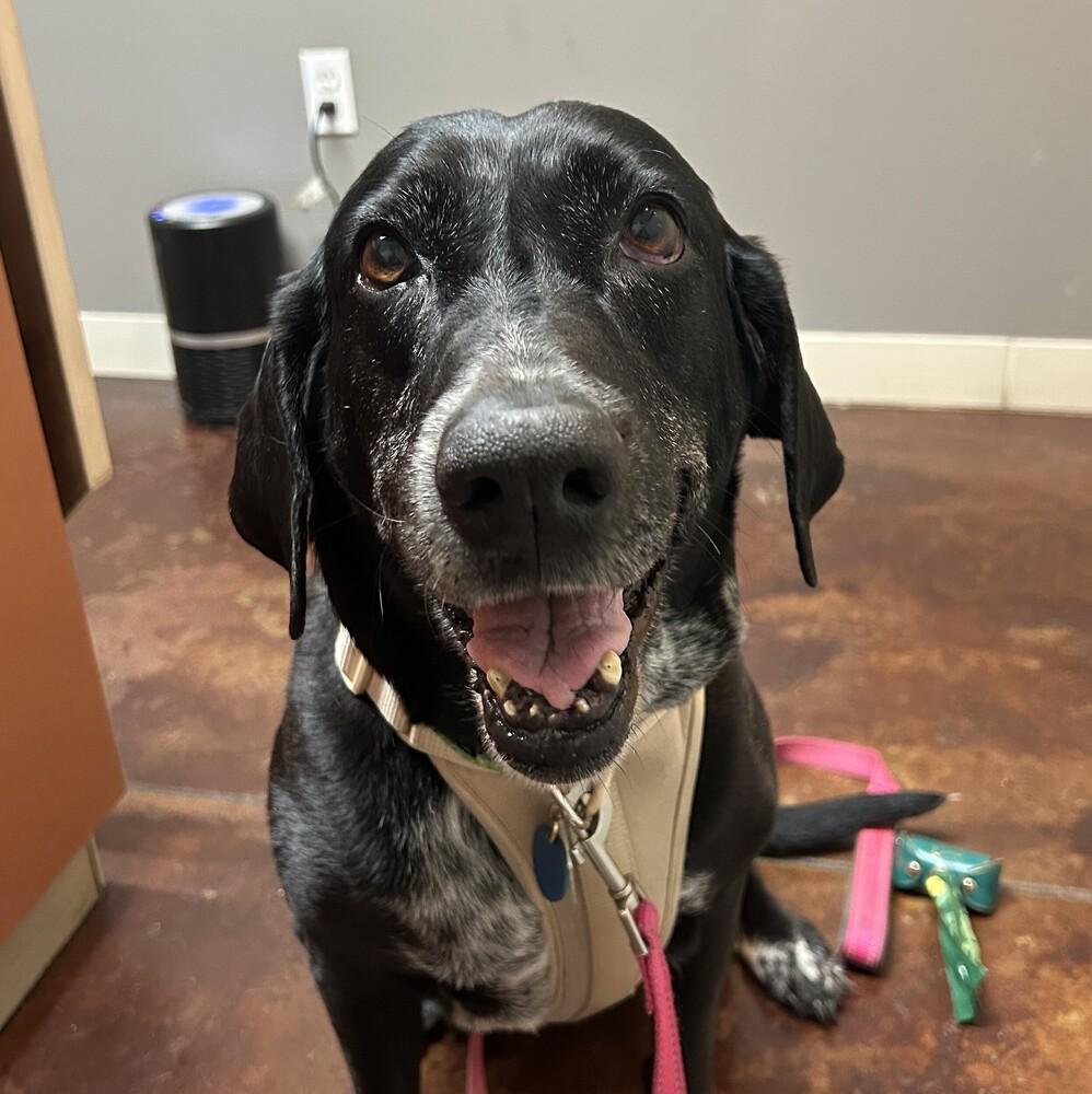 Sol, Adoptable, Adult Female Labrador Retriever.