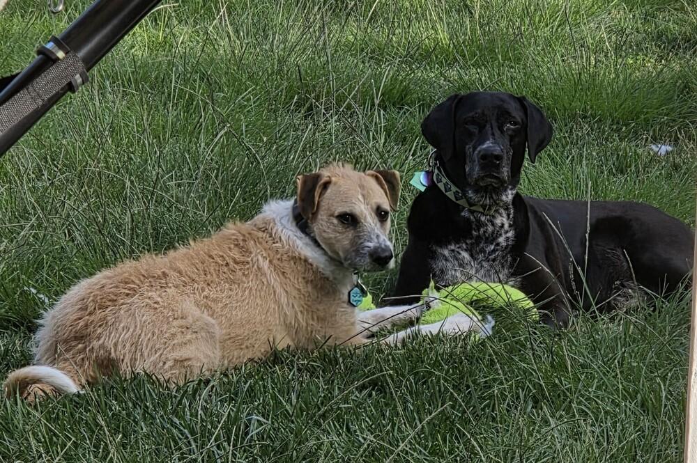 Enlarge Sol, a Adoptable mixed breed in San Diego, CA image 2/2