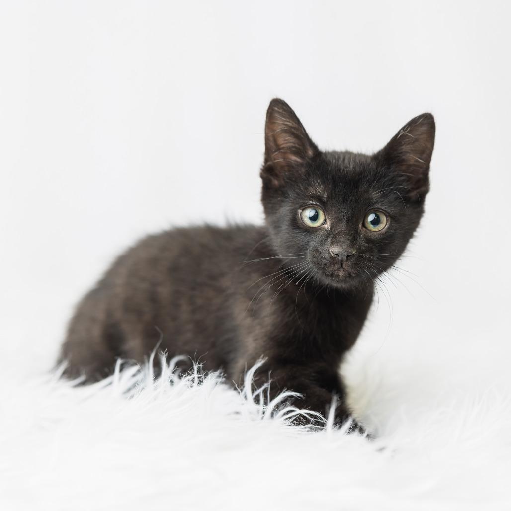 Bucket Truck, Adoptable, Kitten Male Domestic Short Hair.