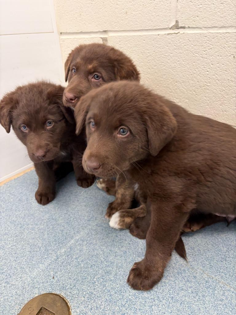 Opal (Willow), Adopted, Young Female Chocolate Labrador Retriever & German Shepherd Dog.
