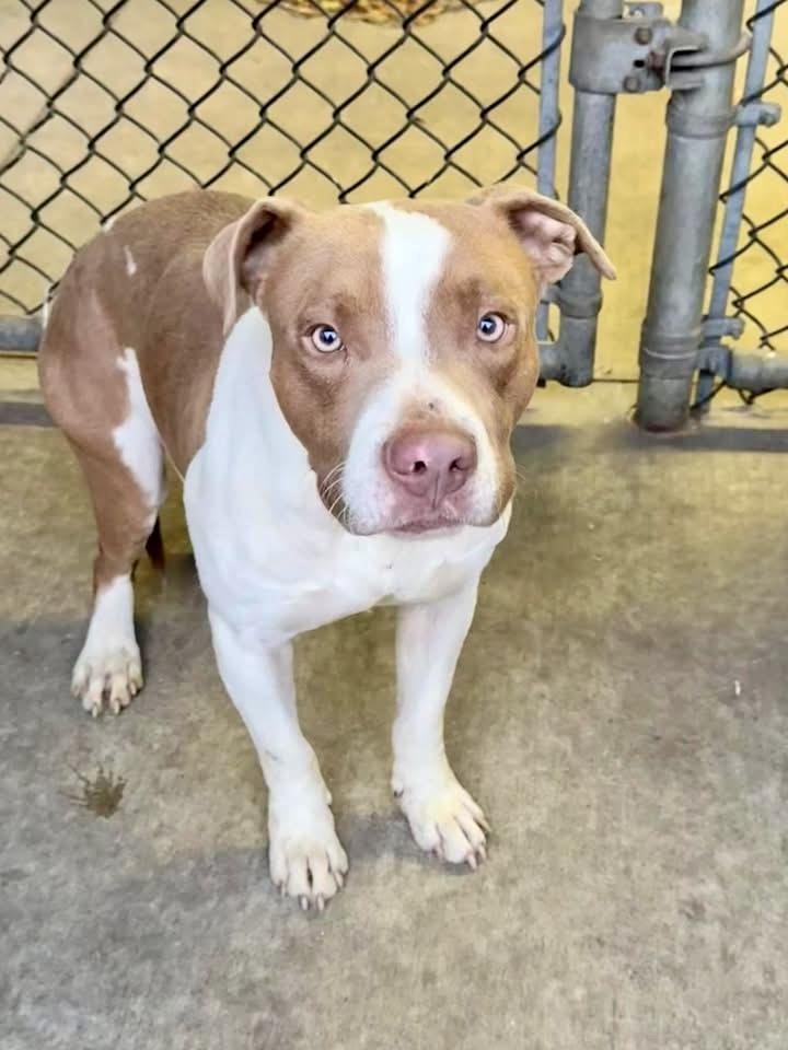 Enlarge Brent, a ADOPTABLE Pit Bull Terrier in Chicago, IL image 1/5