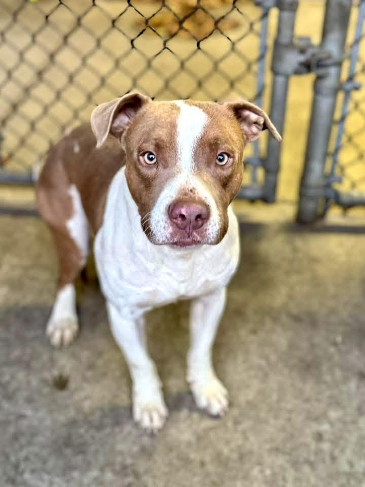 Enlarge Brent, a ADOPTABLE Pit Bull Terrier in Chicago, IL image 2/5