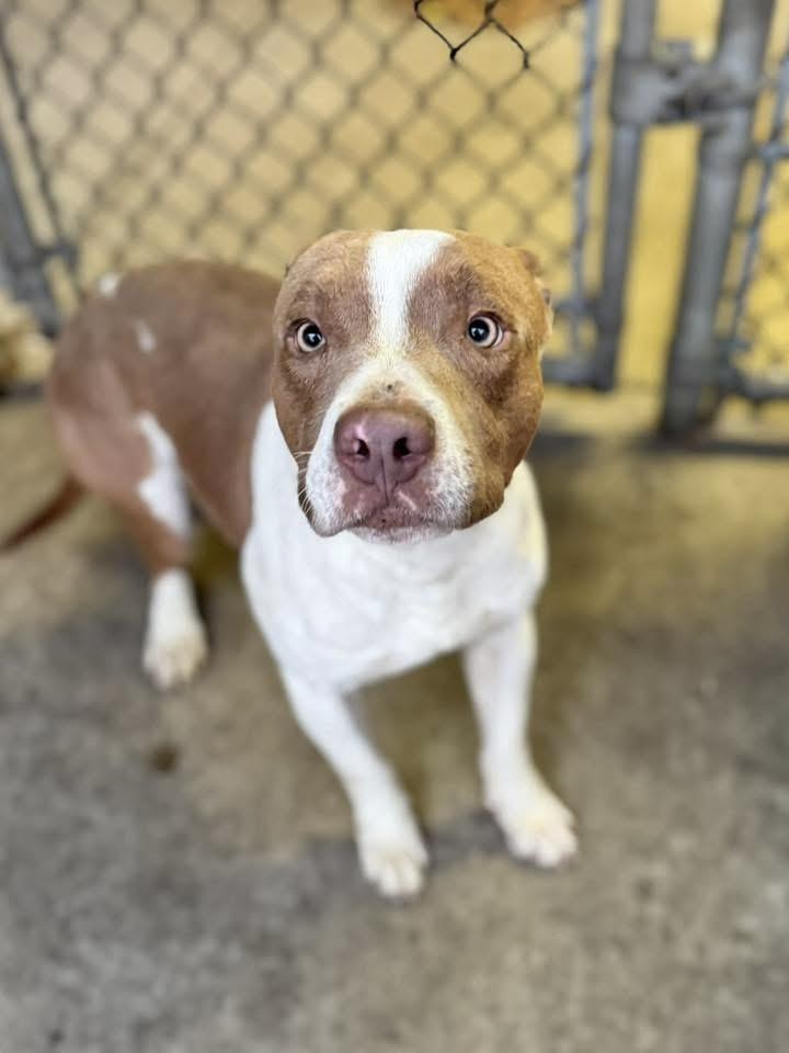 Enlarge Brent, a ADOPTABLE Pit Bull Terrier in Chicago, IL image 3/5