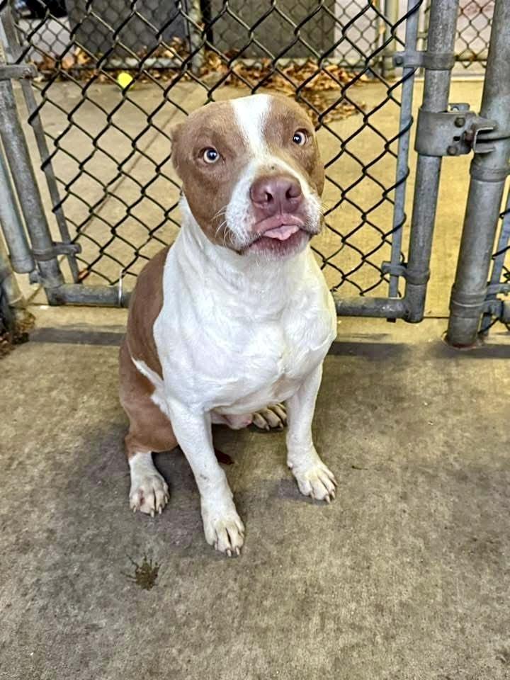 Enlarge Brent, a ADOPTABLE Pit Bull Terrier in Chicago, IL image 4/5