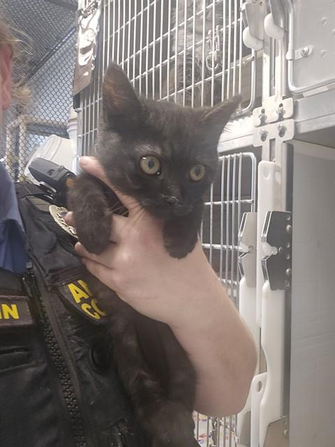 ONYX, Adoptable, Kitten Male Domestic Short Hair.