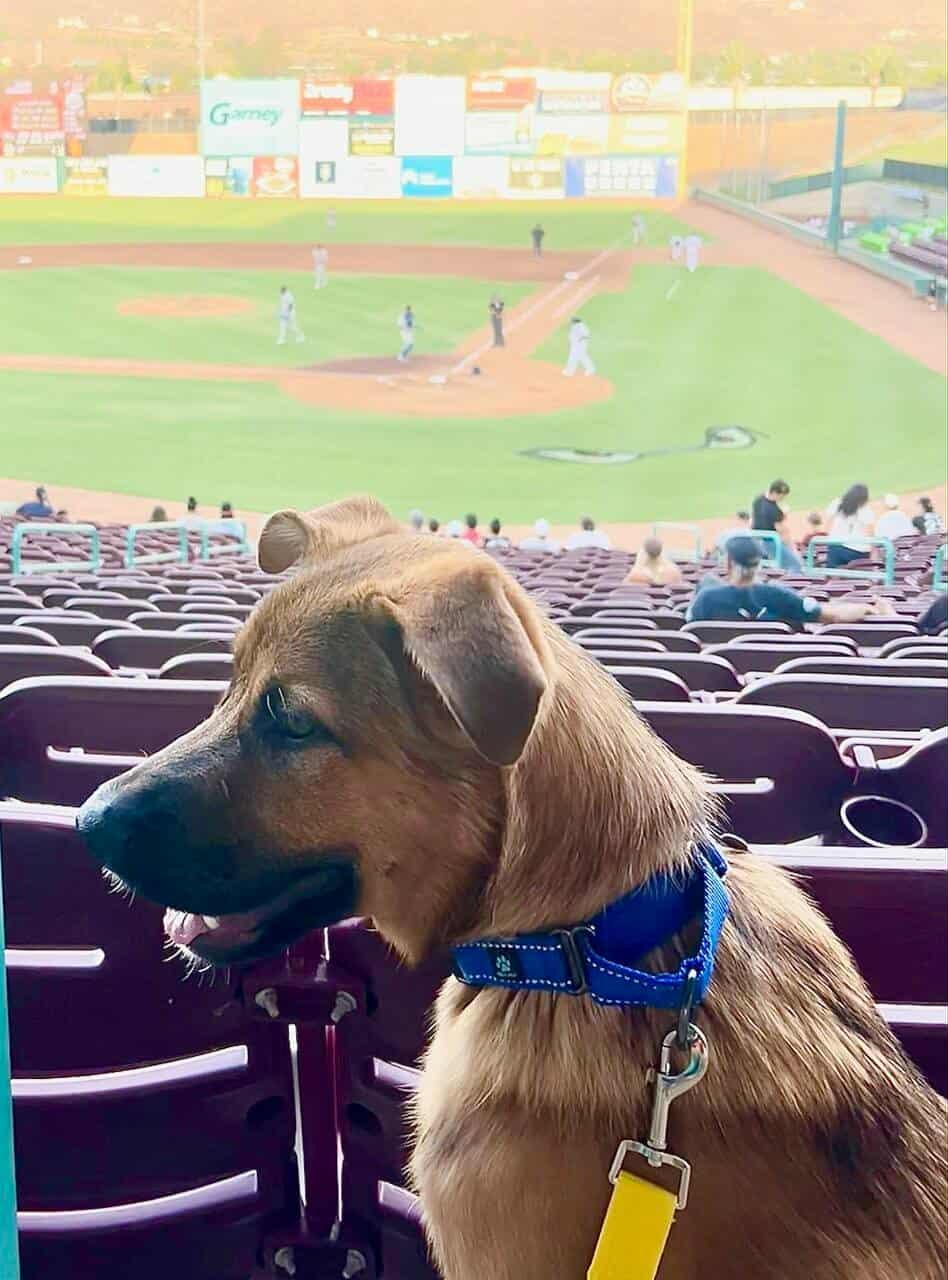 Biscuit