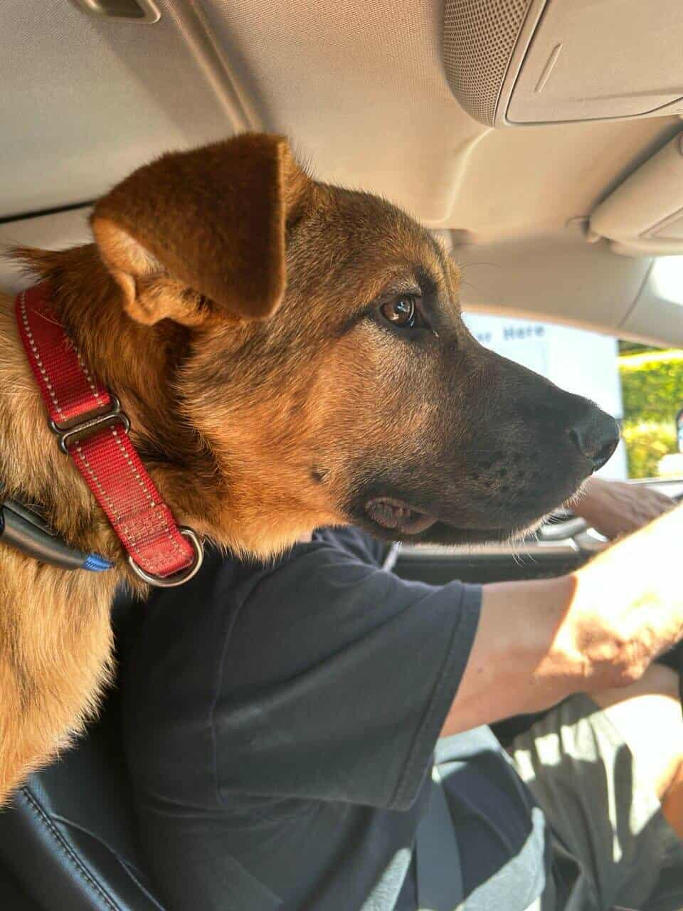 Biscuit