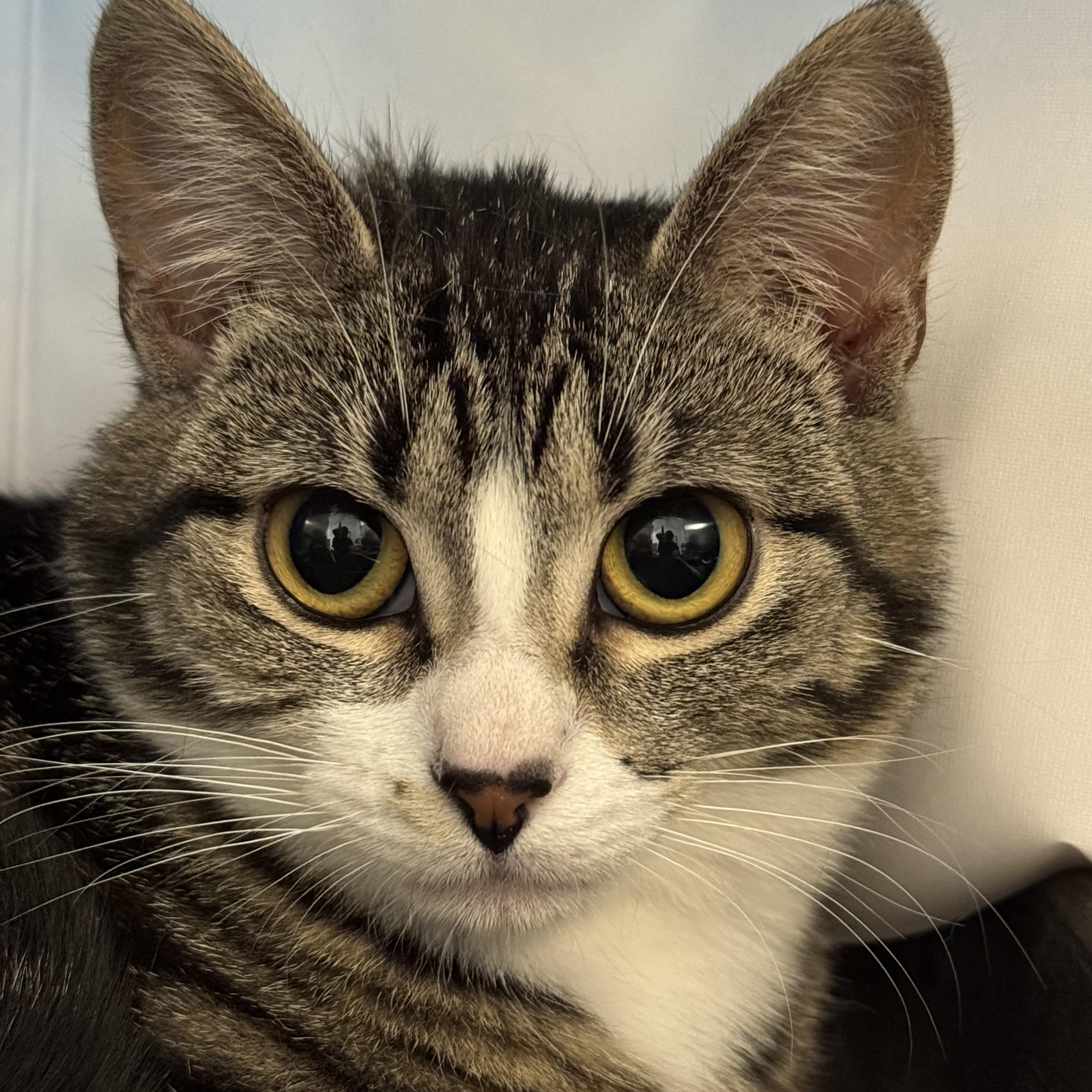 Stella, a ADOPTABLE Domestic Short Hair in Amery, WI image 1/2