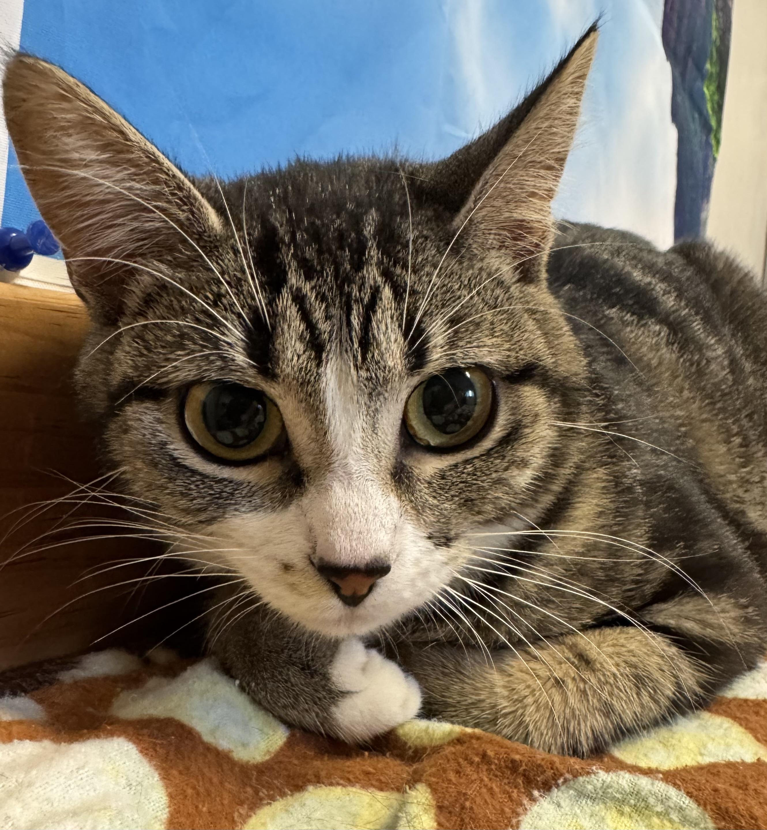 Stella, a ADOPTABLE Domestic Short Hair in Amery, WI image 2/2