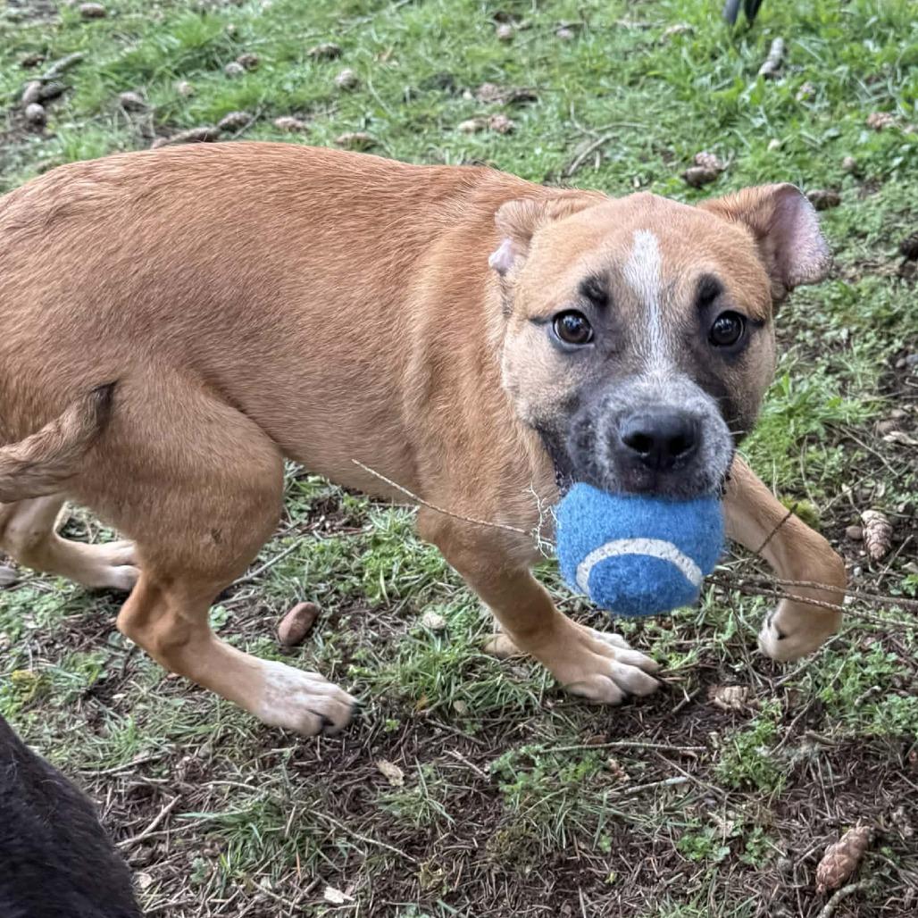 Trader Vic, Adoptable, Puppy Male Mixed Breed.
