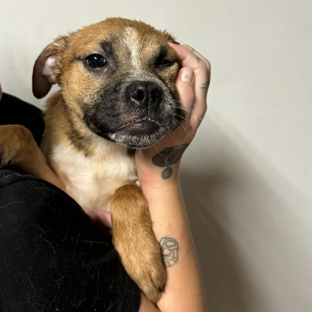 Trader Vic, Adoptable, Puppy Male Mixed Breed.