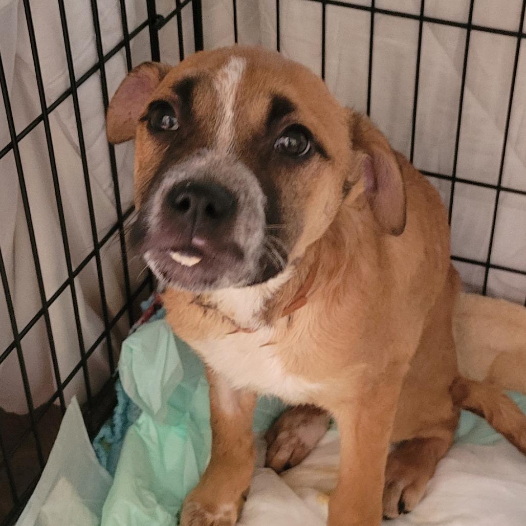 Enlarge Trader Vic, a Adoptable Mixed Breed in Allyn, WA image 2/3