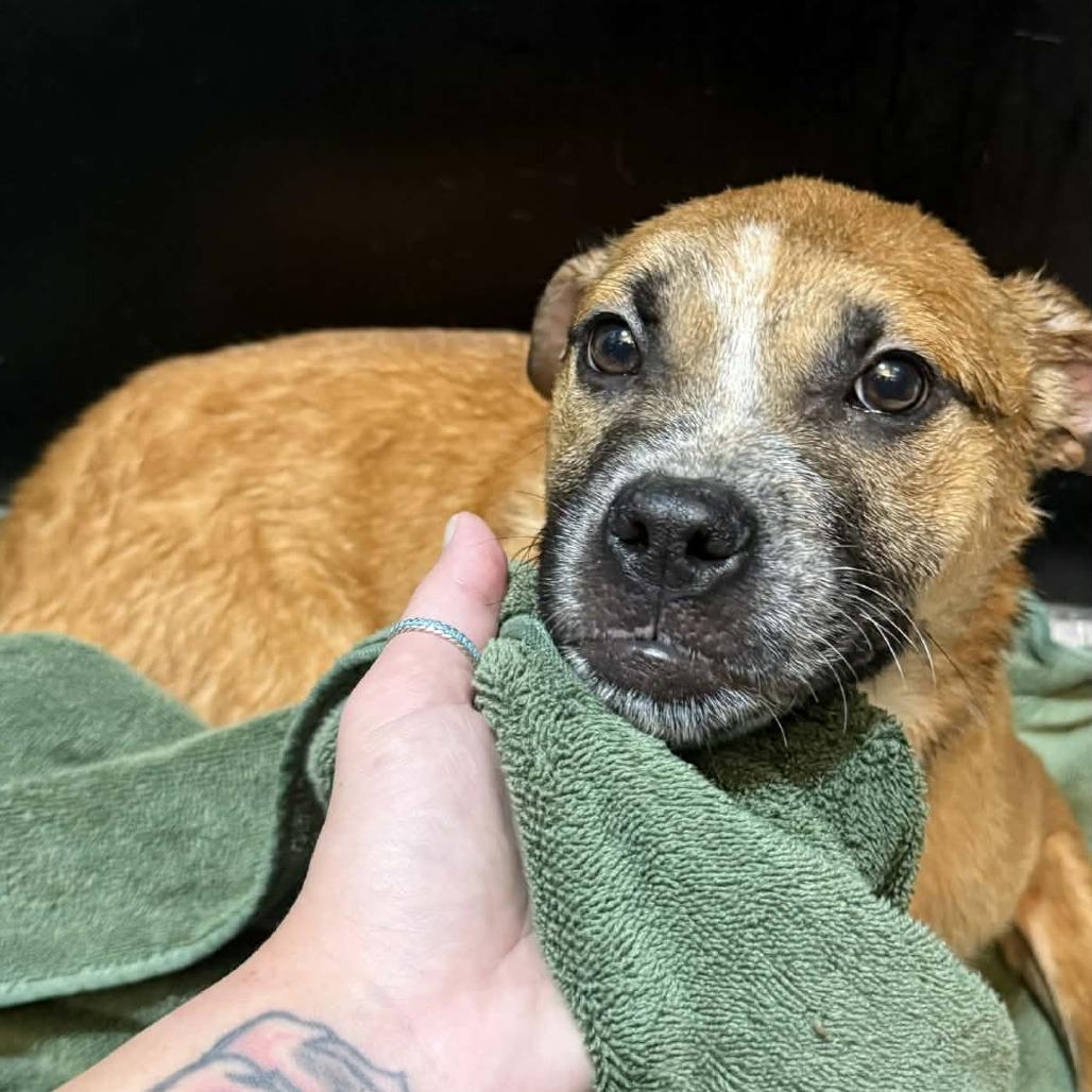 Enlarge Trader Vic, a Adoptable Mixed Breed in Allyn, WA image 3/3