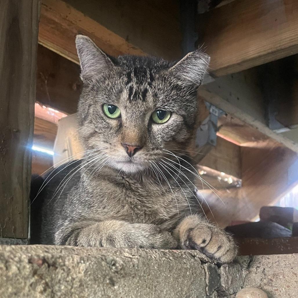 Enlarge Carl, a Adoptable Domestic Short Hair in St. Louis, MO image 1/2