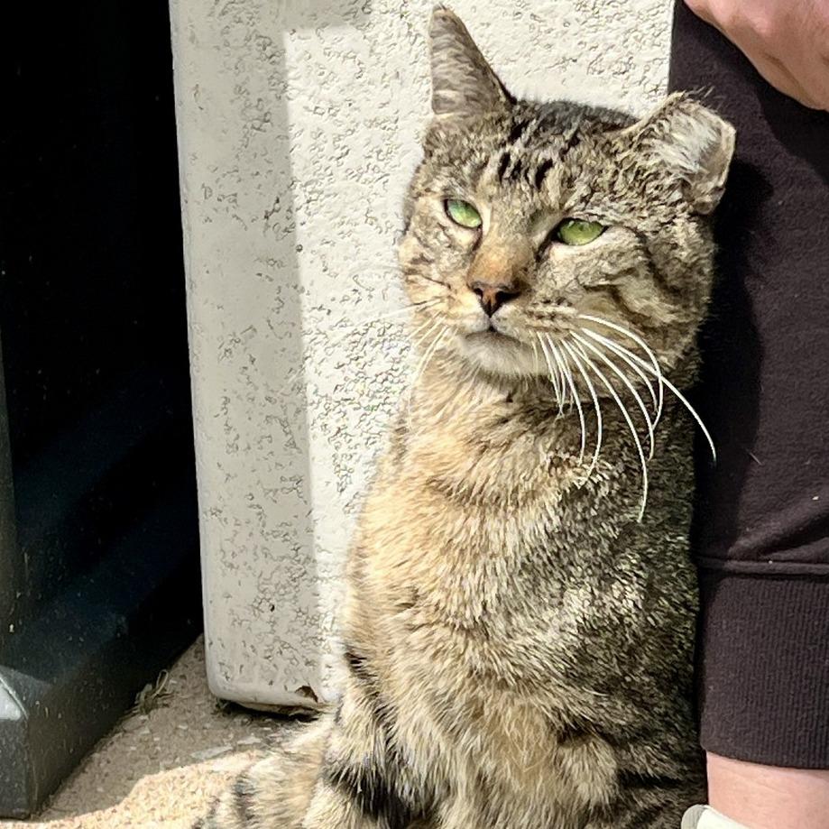 Enlarge Carl, a Adoptable Domestic Short Hair in St. Louis, MO image 2/2