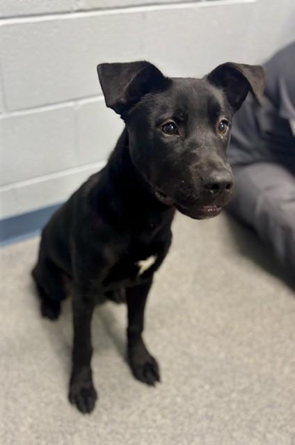 MELANIE, Adoptable, Young Female Labrador Retriever & Mixed Breed.