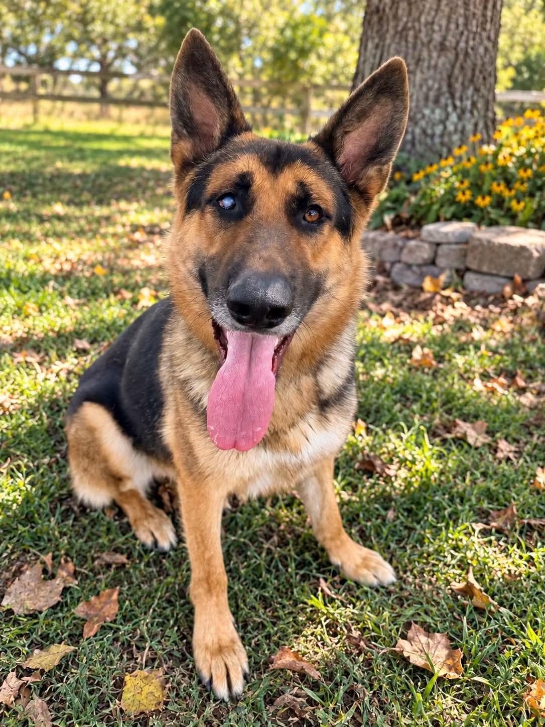 Enlarge Chevy, a Adoptable mixed breed in Jefferson City, MO image 5/6