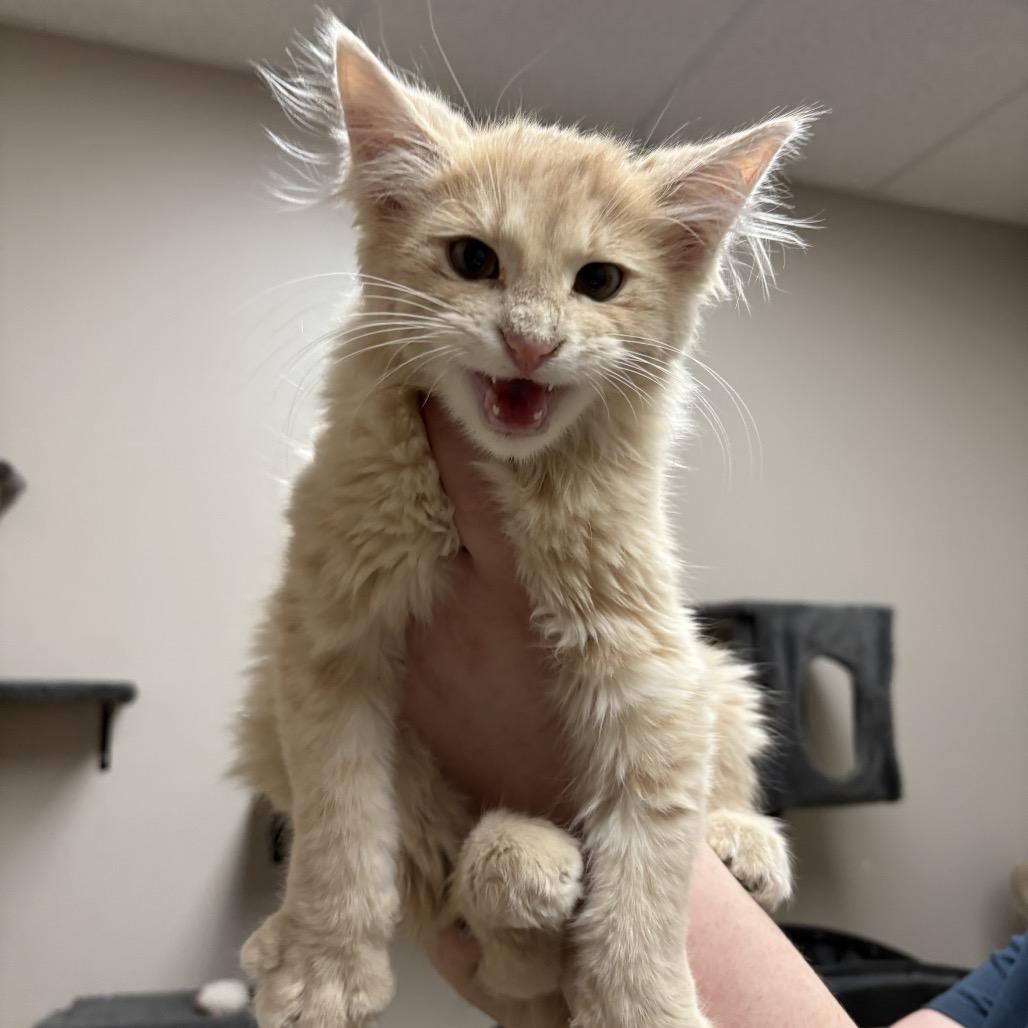 Simba, Adoptable, Kitten Male Domestic Medium Hair.