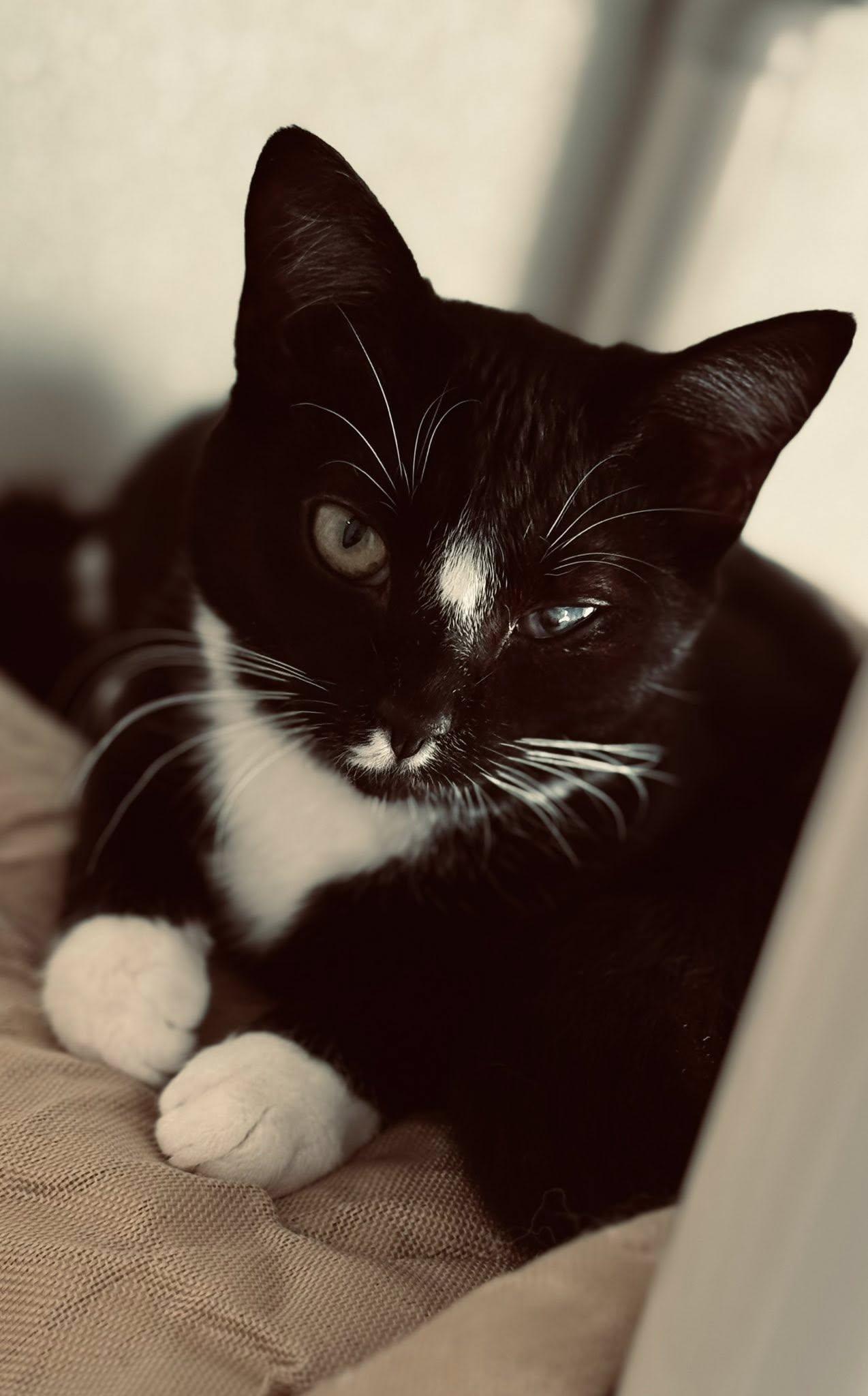 Sattin, an adoptable Domestic Short Hair in Prineville, OR, 97754 | Photo Image 1