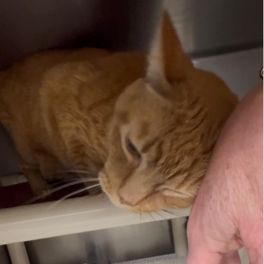 Enlarge Oliver, a Adoptable Domestic Short Hair in North Kingstown, RI image 4/6