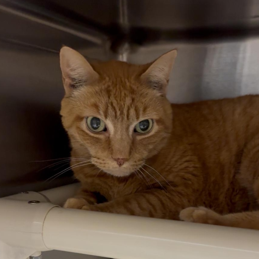 Enlarge Oliver, a Adoptable Domestic Short Hair in North Kingstown, RI image 5/6