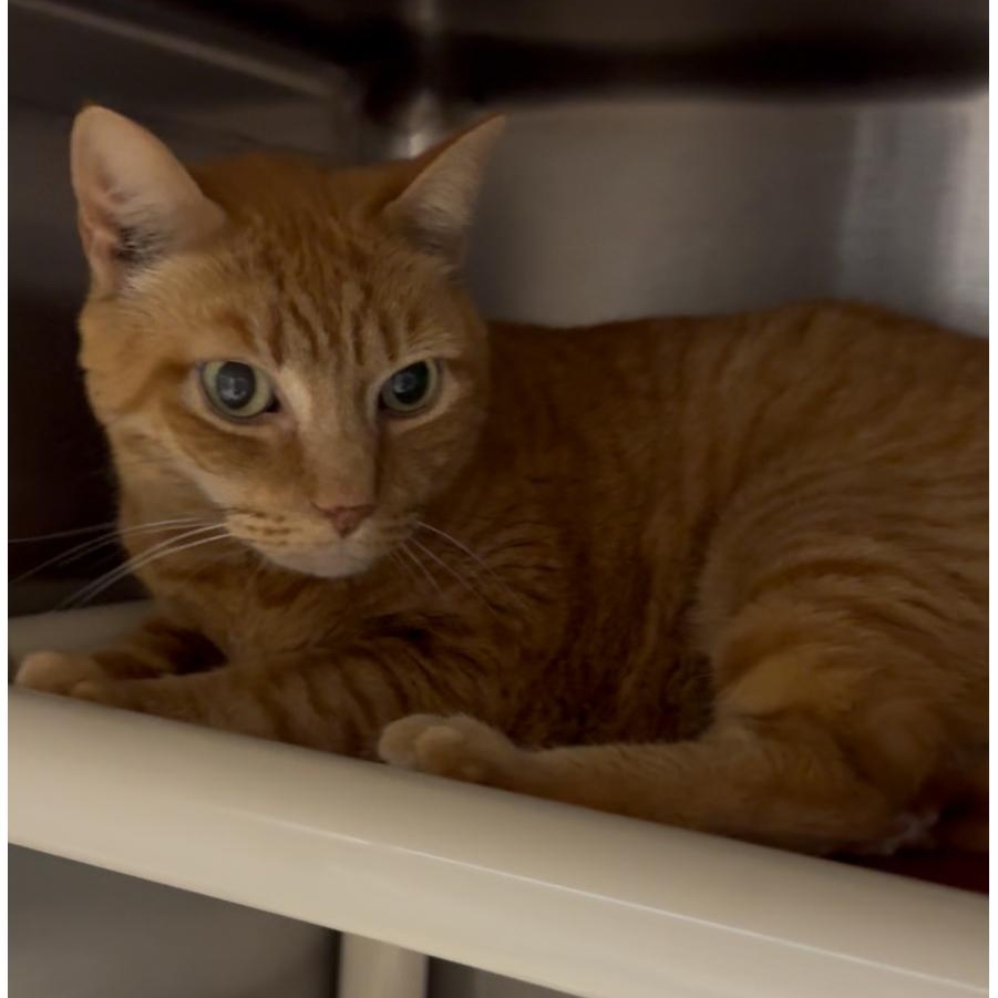 Enlarge Oliver, a Adoptable Domestic Short Hair in North Kingstown, RI image 3/6