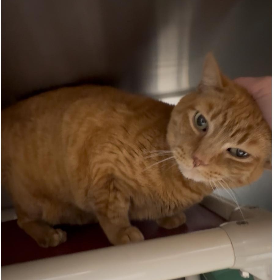 Enlarge Oliver, a Adoptable Domestic Short Hair in North Kingstown, RI image 1/6