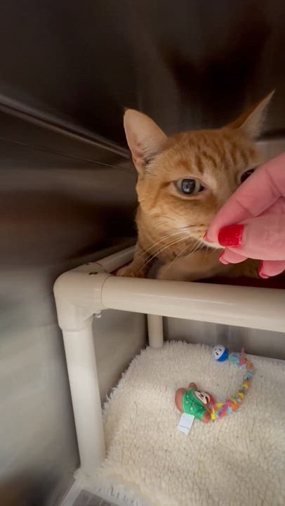 Enlarge Oliver, a Adoptable Domestic Short Hair in North Kingstown, RI video 6/6