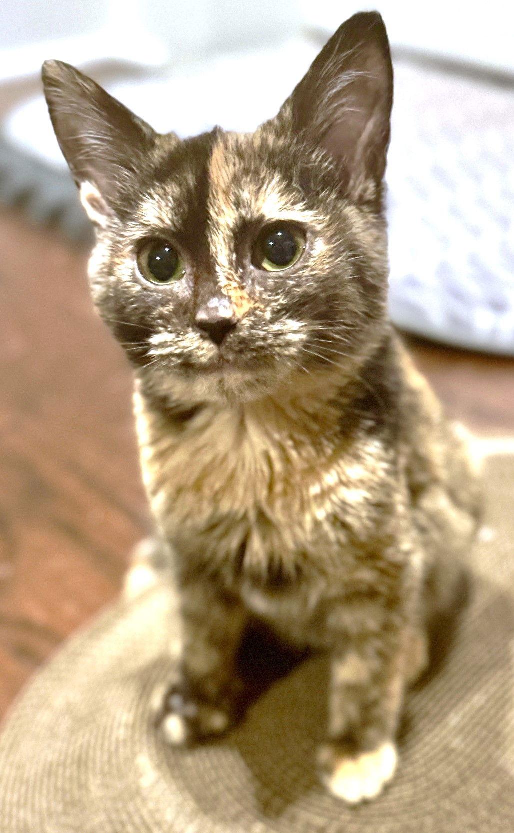 Enlarge Shelby, a Adoptable Domestic Short Hair in Reston, VA image 1/3