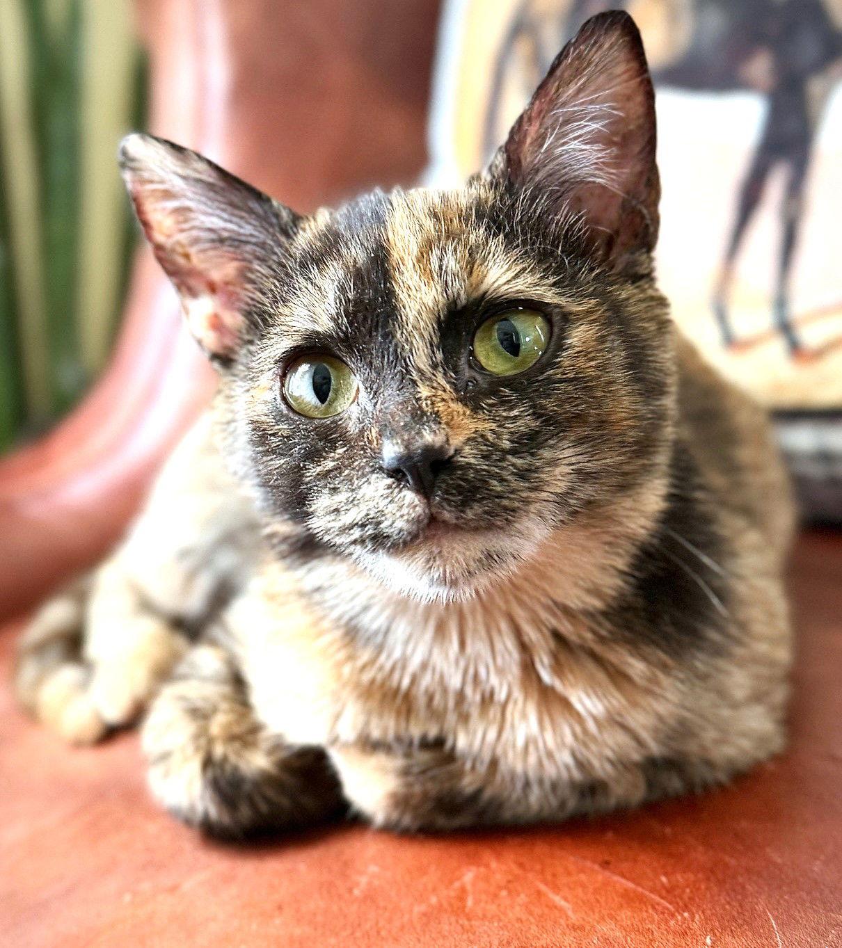 Enlarge Shelby, a Adoptable Domestic Short Hair in Reston, VA image 2/3