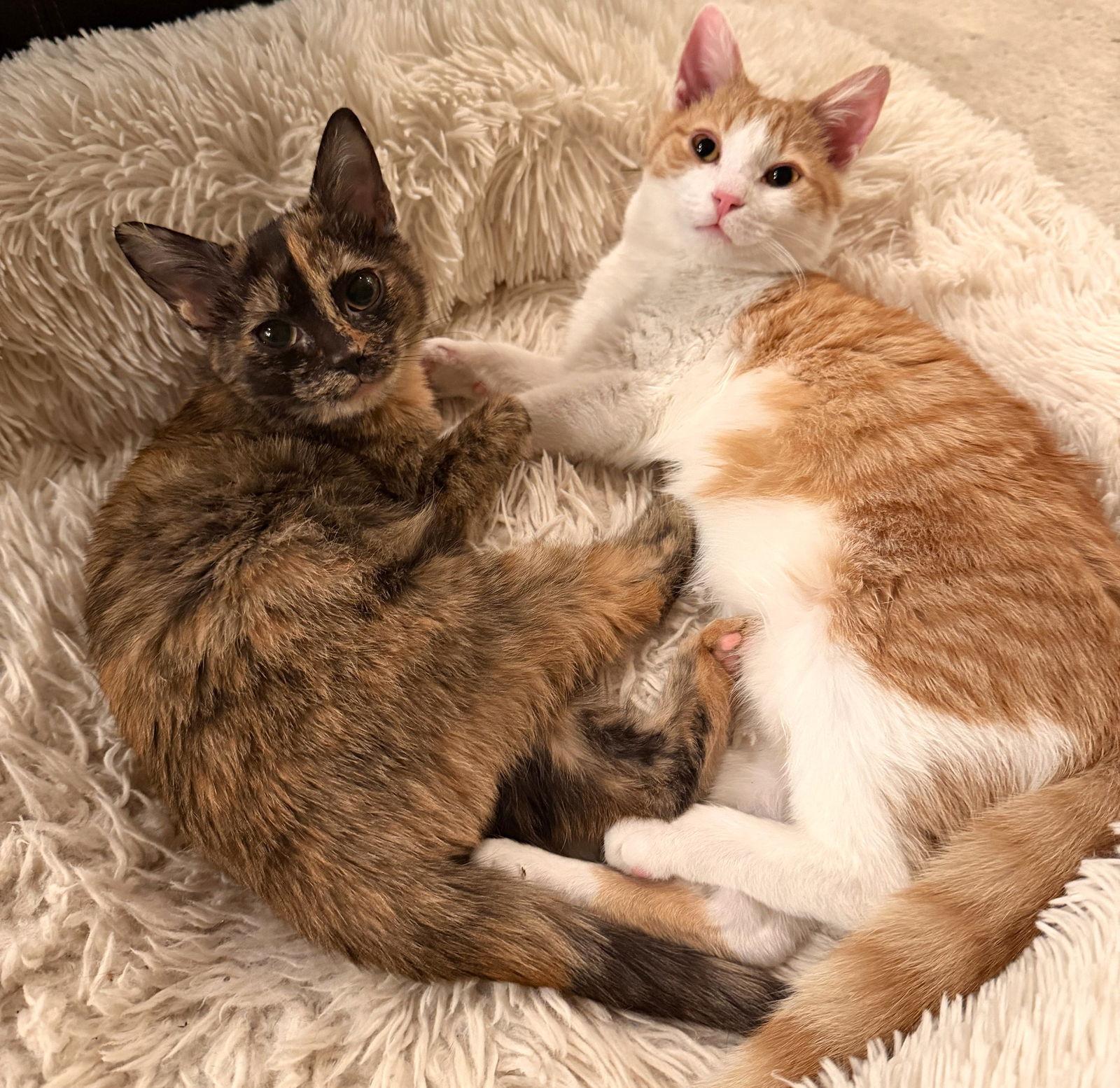 Enlarge Shelby, a Adoptable Domestic Short Hair in Reston, VA image 3/3