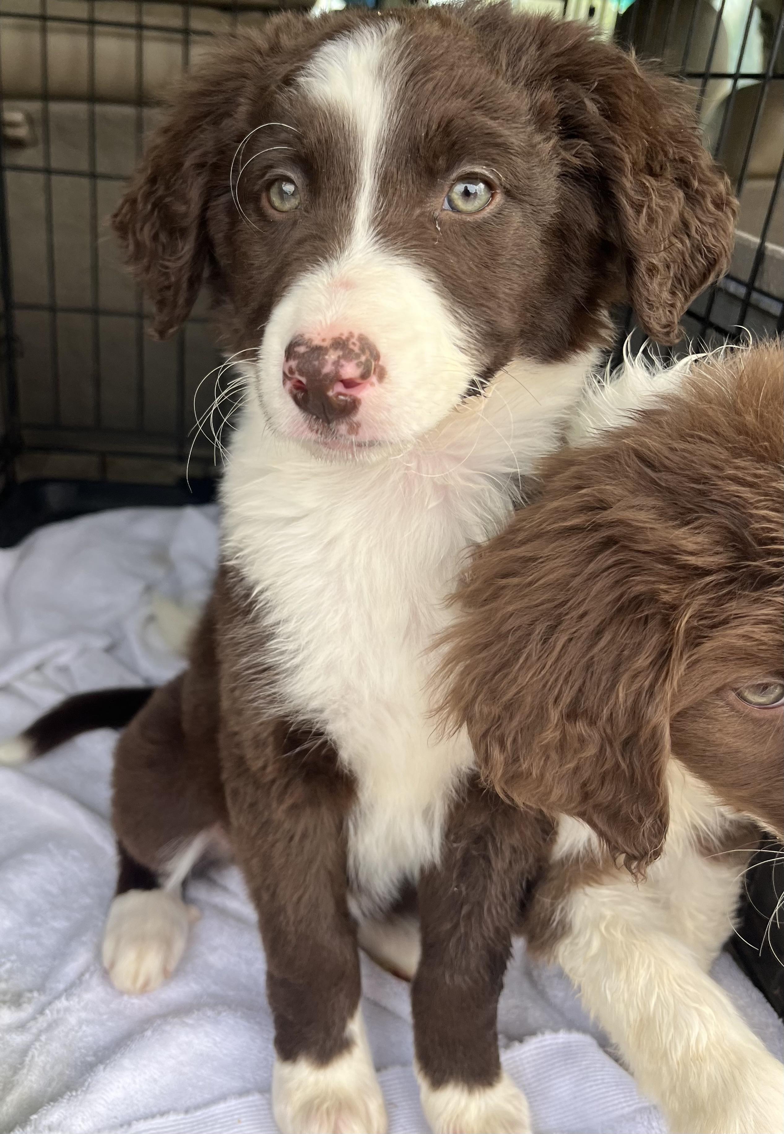 Enlarge Hazel , an adopted mixed breed in Gilbert, SC image 6/6