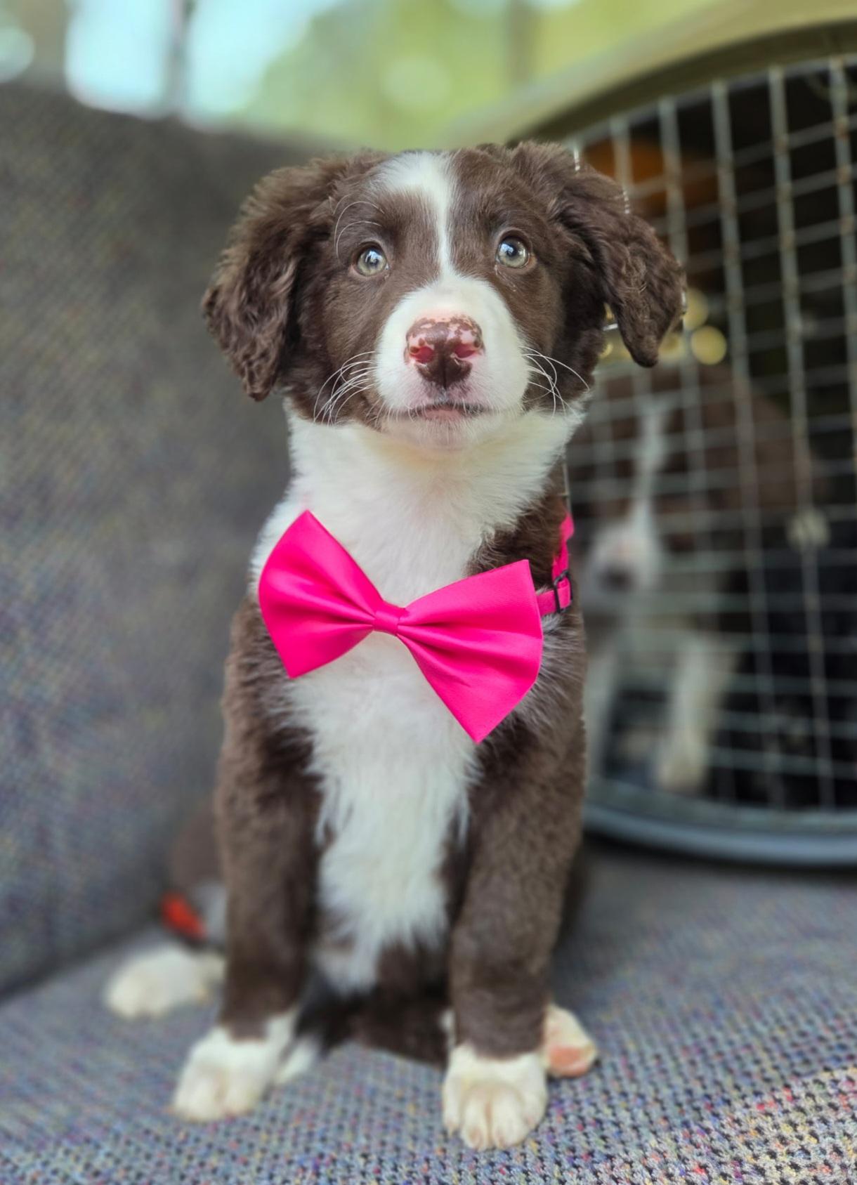Hazel , adopted, Puppy Female Australian Shepherd & Poodle.