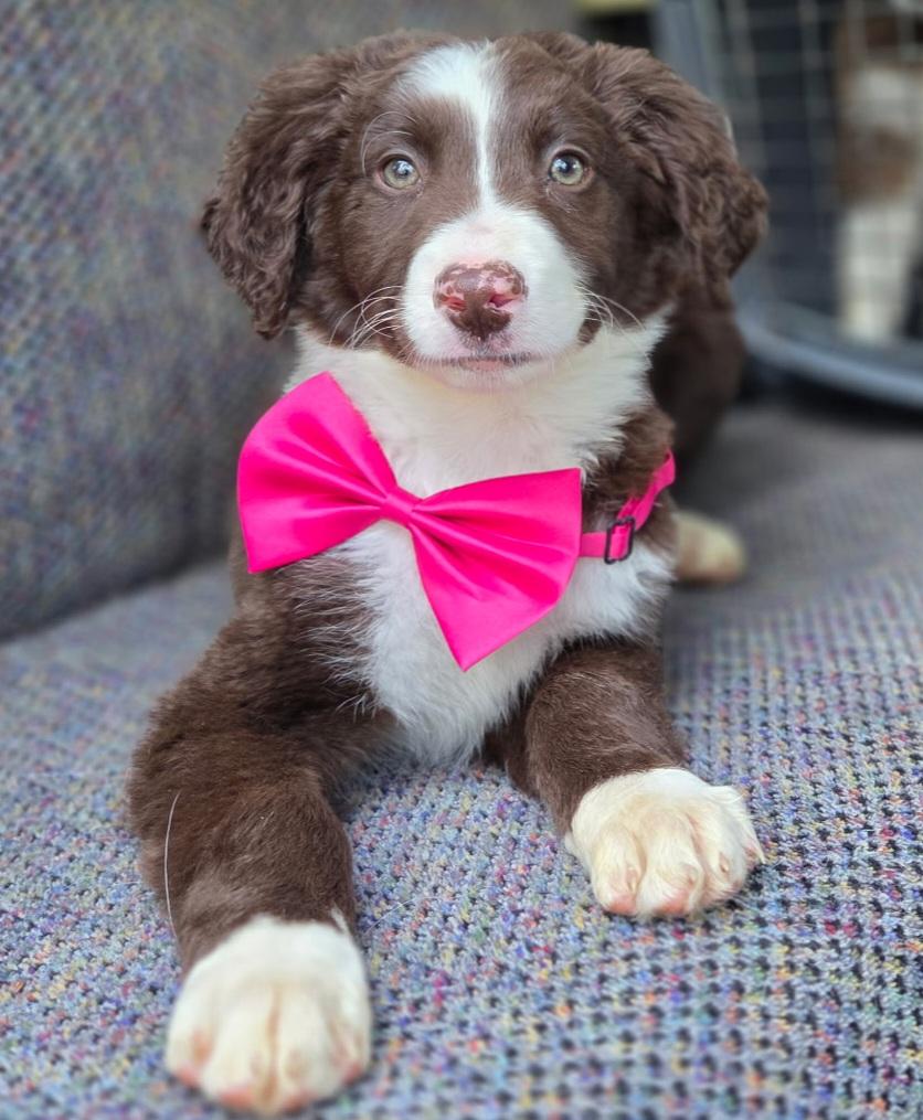 Enlarge Hazel , an adopted mixed breed in Gilbert, SC image 2/6