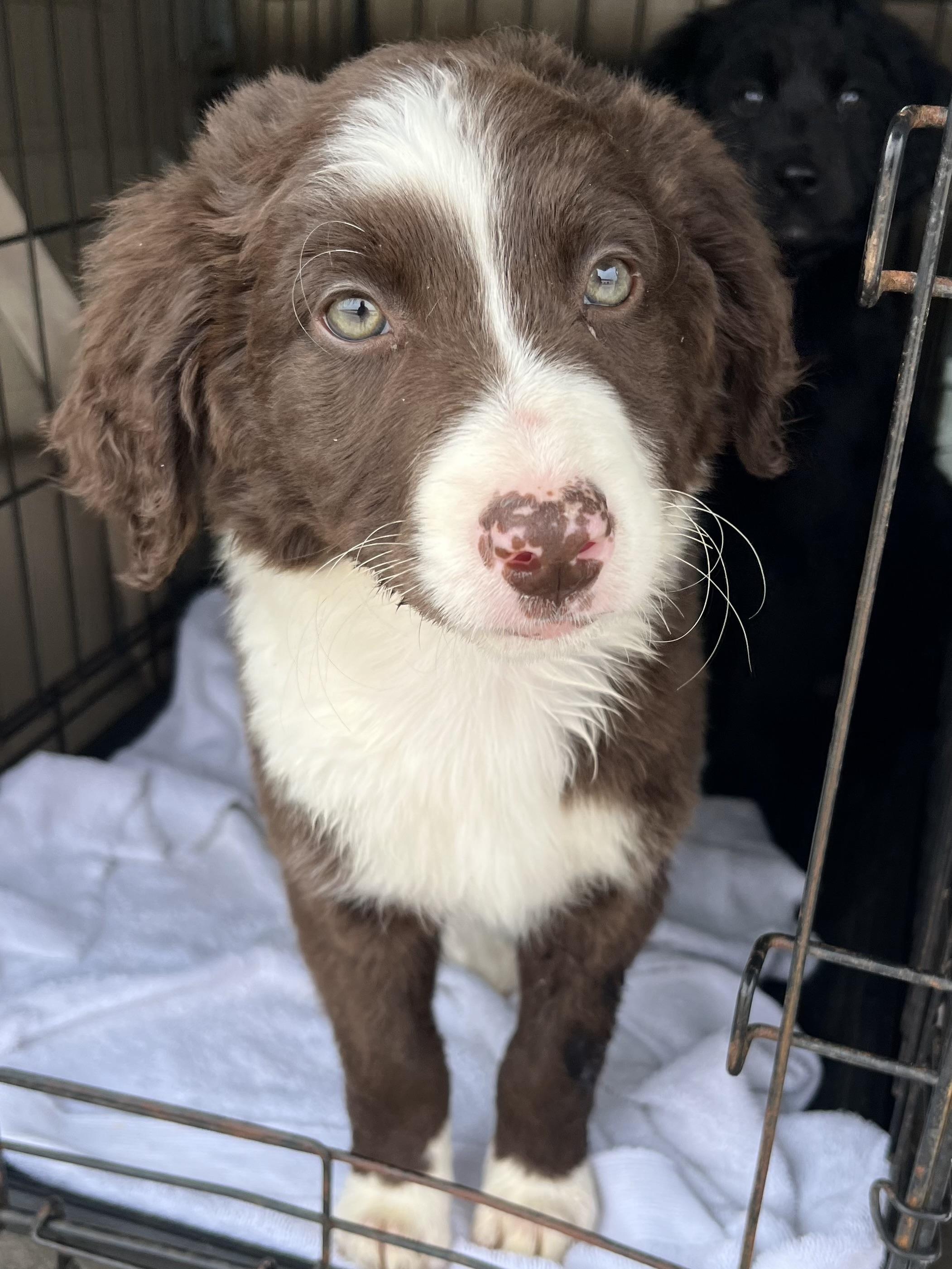 Enlarge Hazel , an adopted mixed breed in Gilbert, SC image 5/6