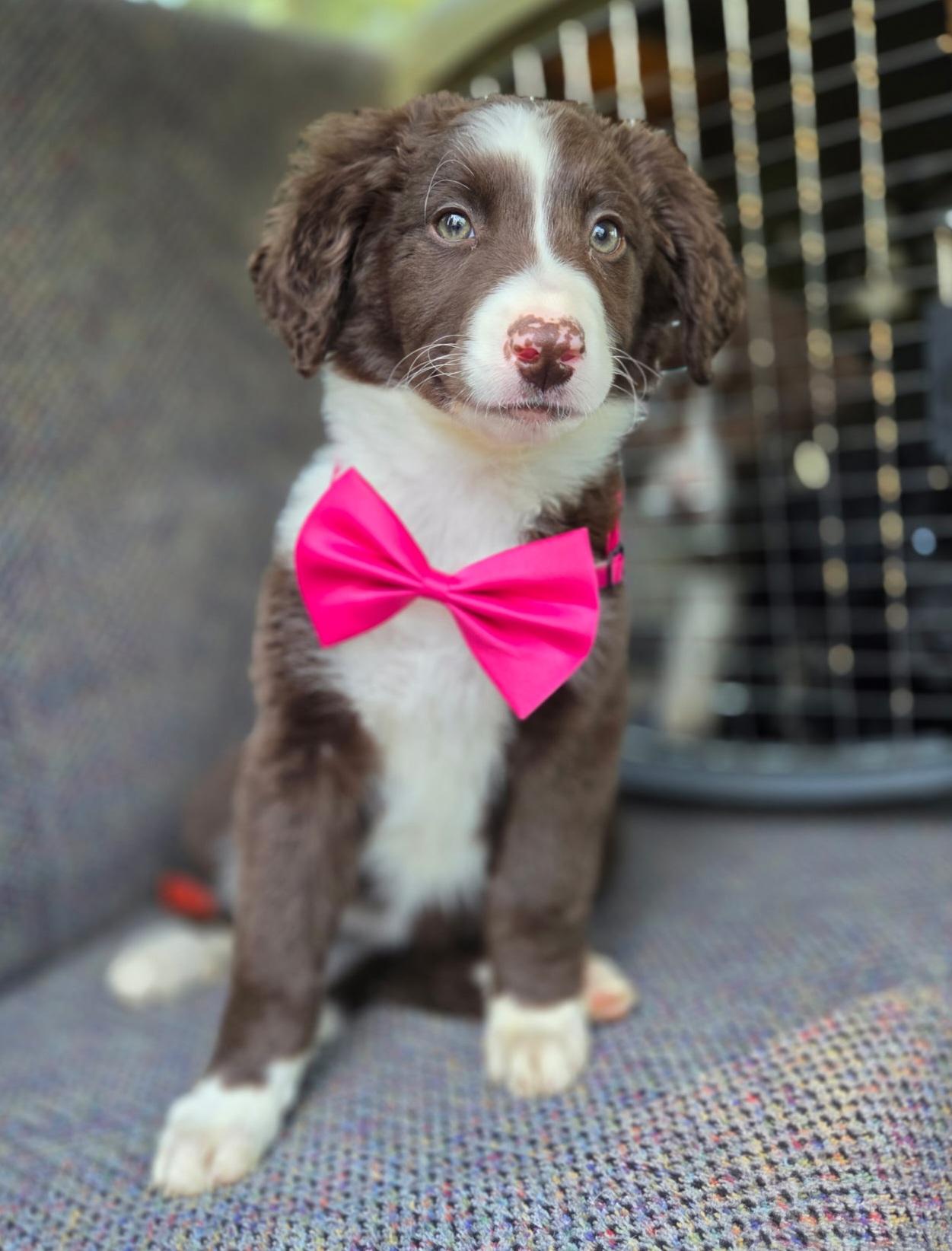 Enlarge Hazel , an adopted mixed breed in Gilbert, SC image 4/6