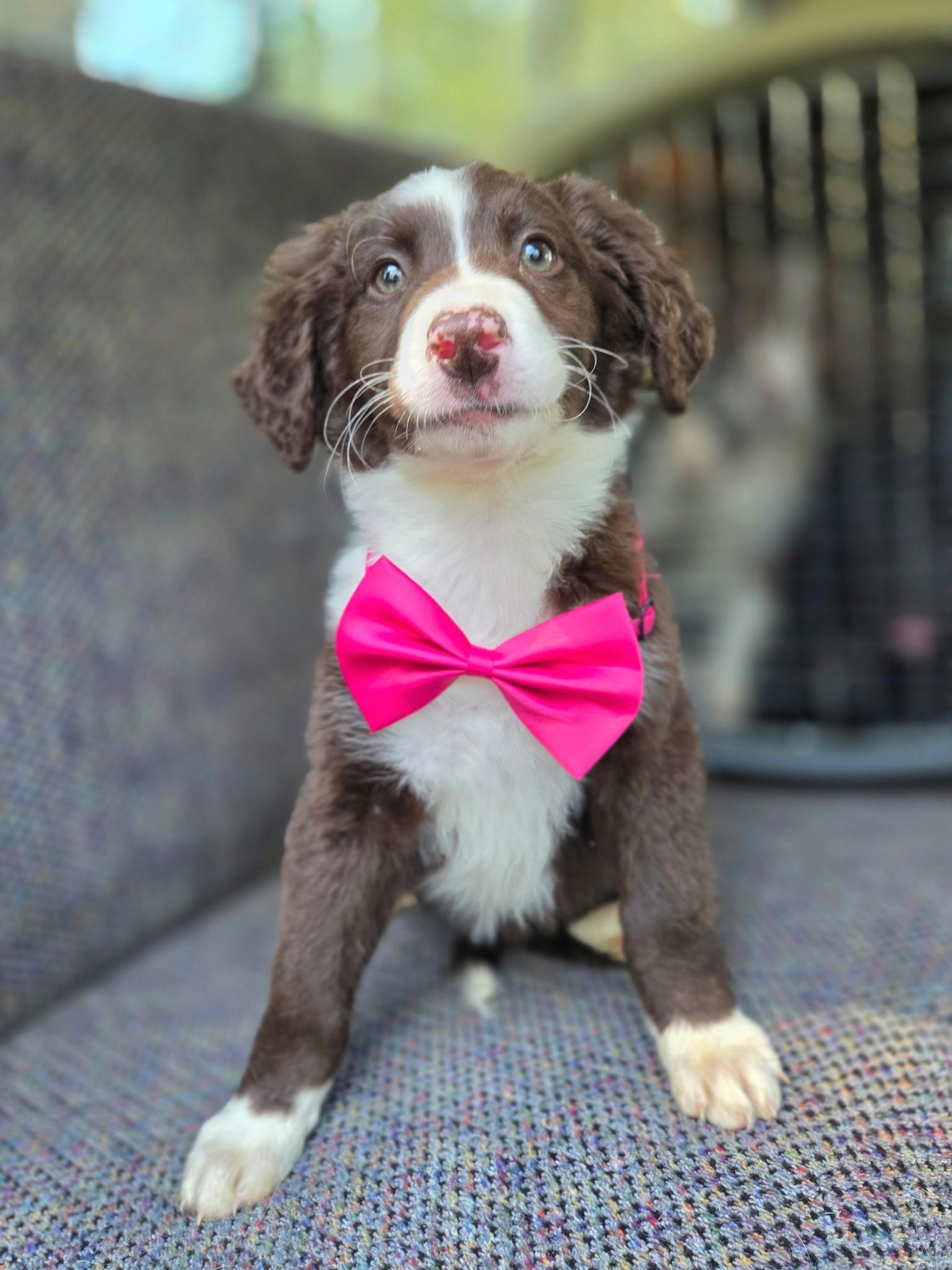 Enlarge Hazel , an adopted mixed breed in Gilbert, SC image 3/6