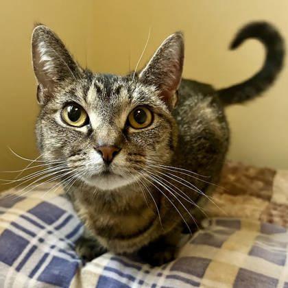 Enlarge Iris, a Adoptable mixed breed in East Montpelier, VT image 1/1