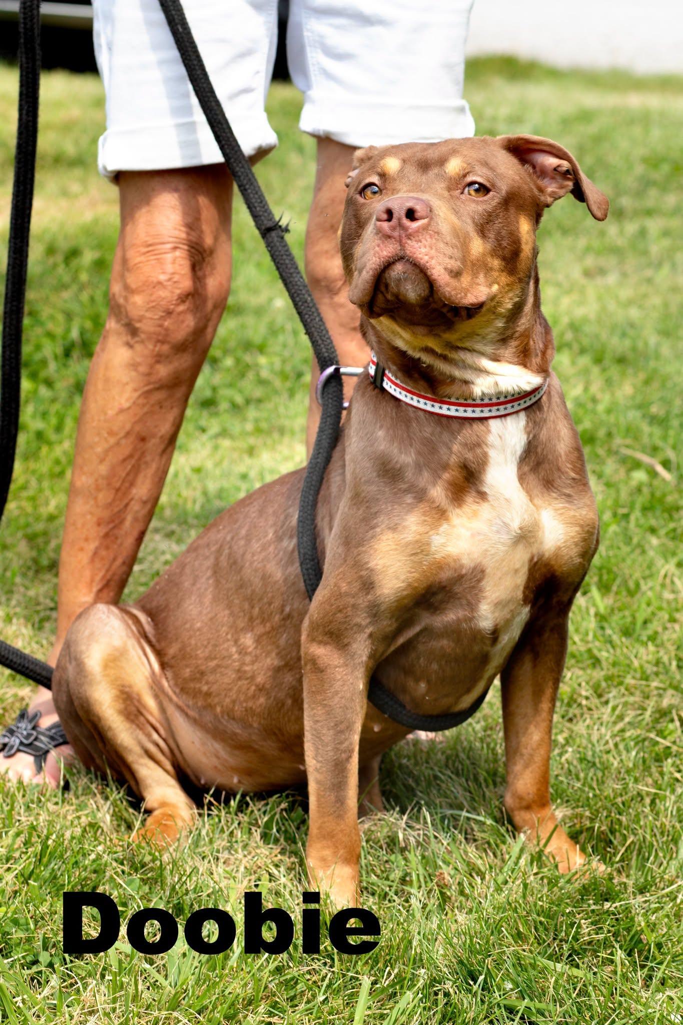Enlarge Doobie, a ADOPTABLE Mixed Breed in Macomb, IL image 1/1