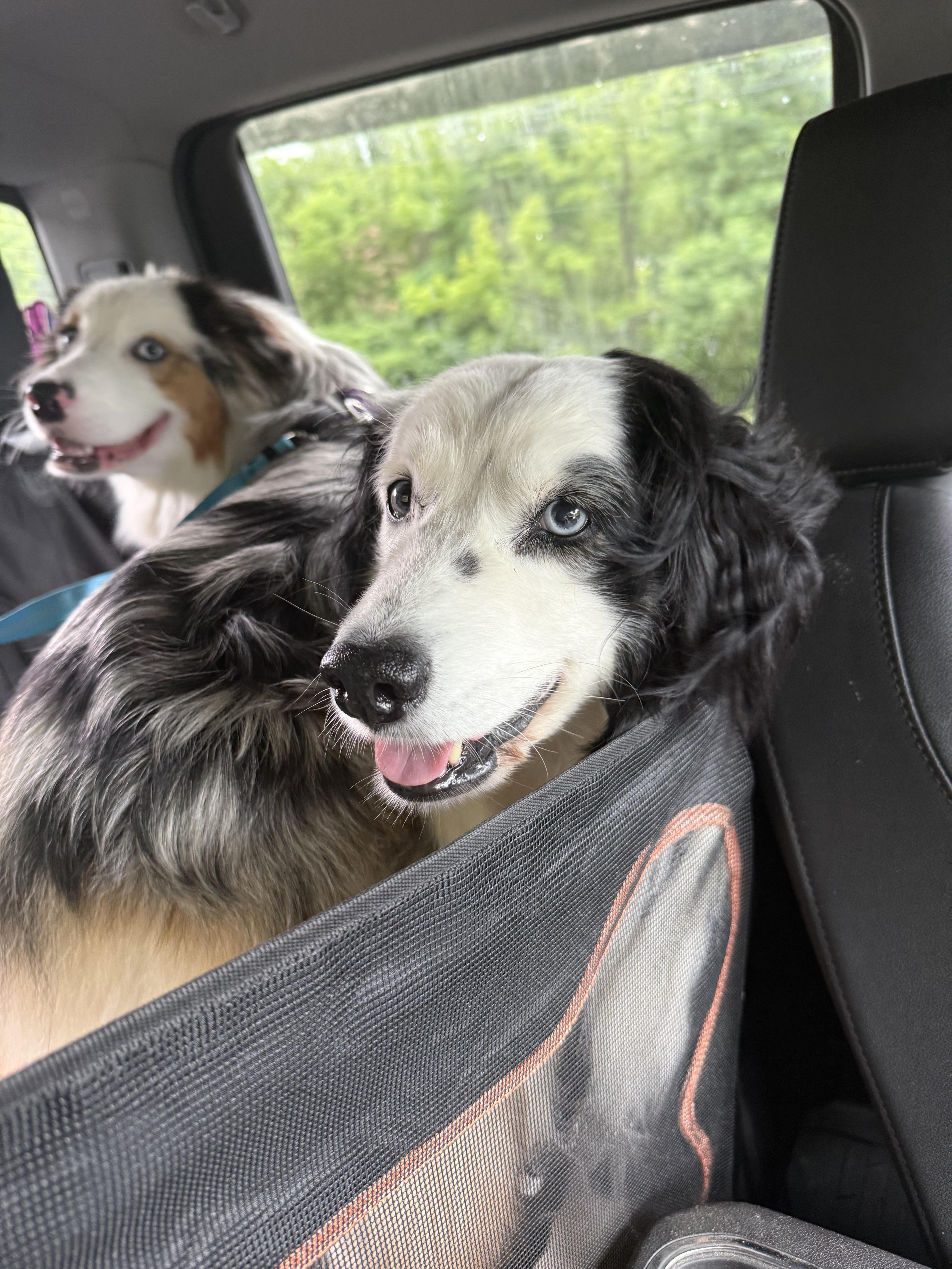 Rand, a ADOPTABLE Australian Shepherd in Alexandria, VA image 3/3