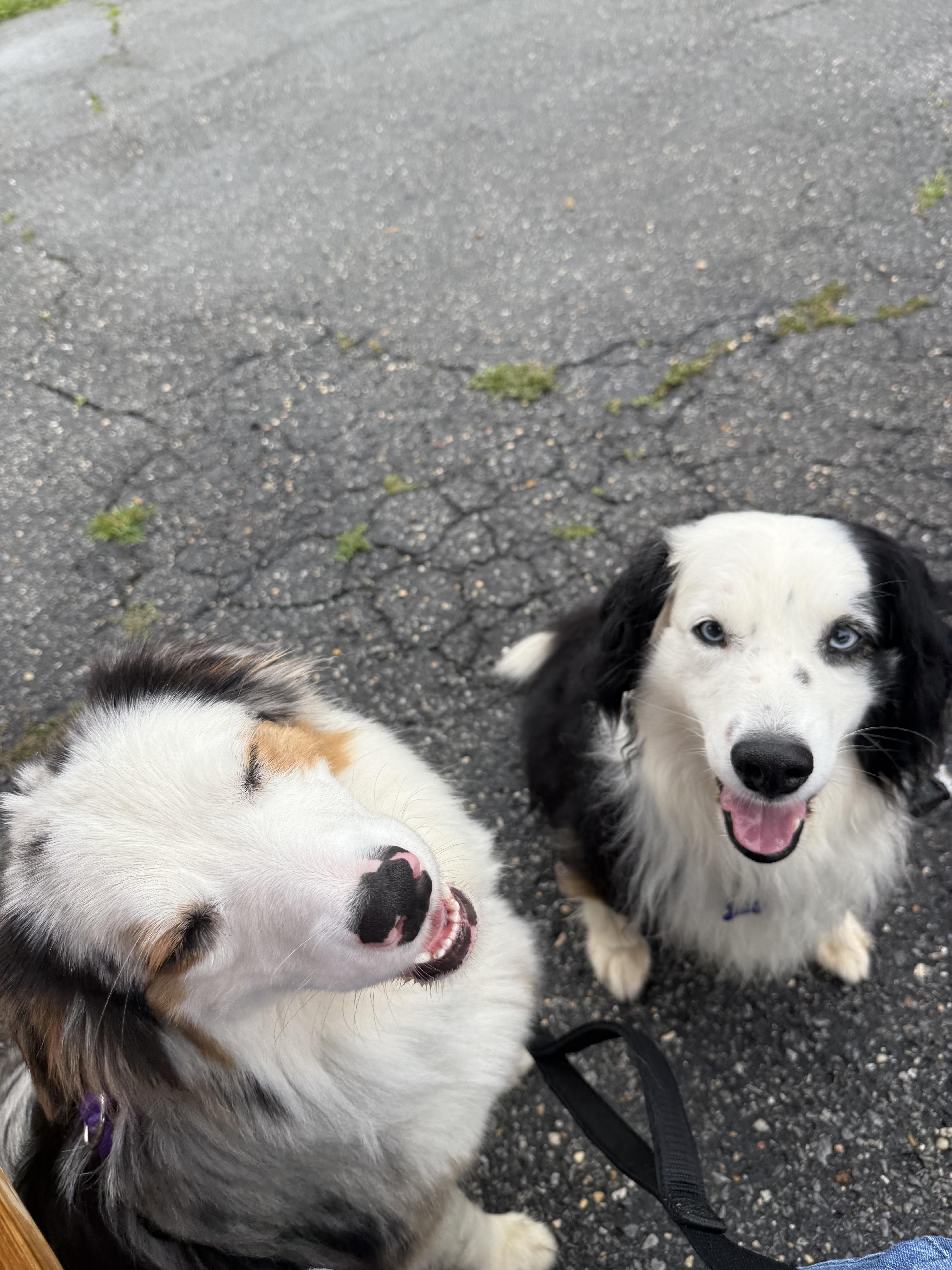 Rand, a ADOPTABLE Australian Shepherd in Alexandria, VA image 2/3