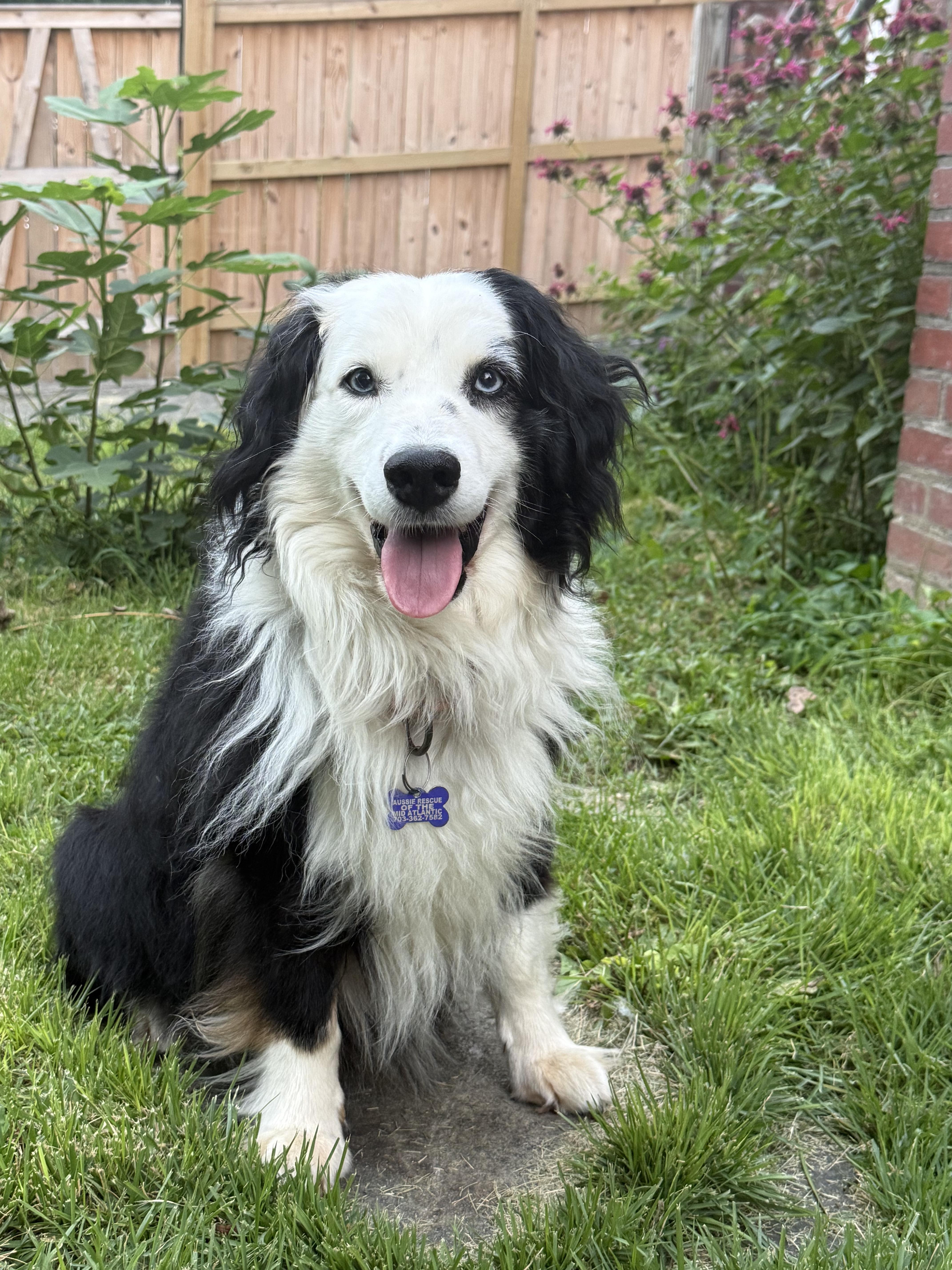 Rand, ADOPTABLE, Senior Male Australian Shepherd.
